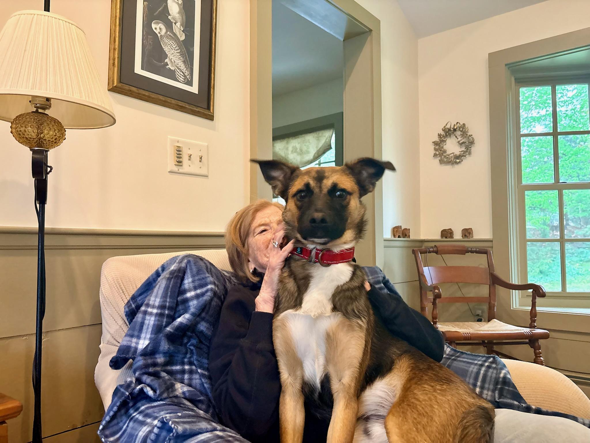 Scooby, a Adoptable mixed breed in Milford, NH image 3/6