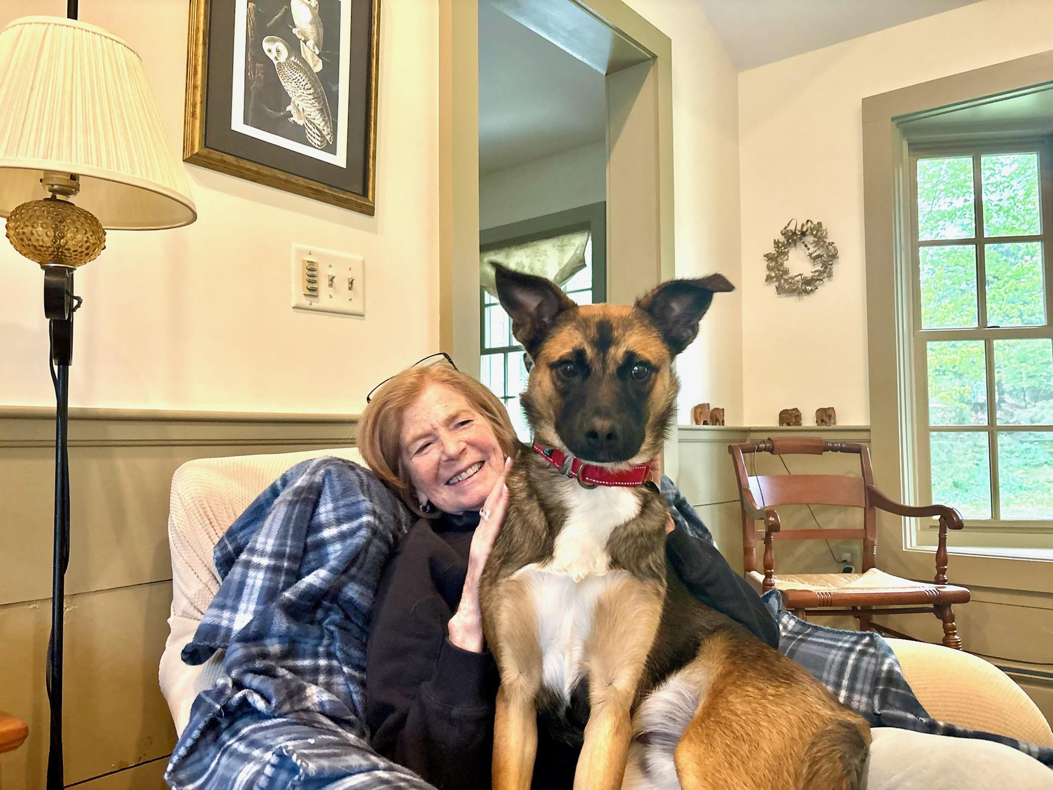 Scooby, Adoptable, Puppy Male Belgian Shepherd / Malinois.