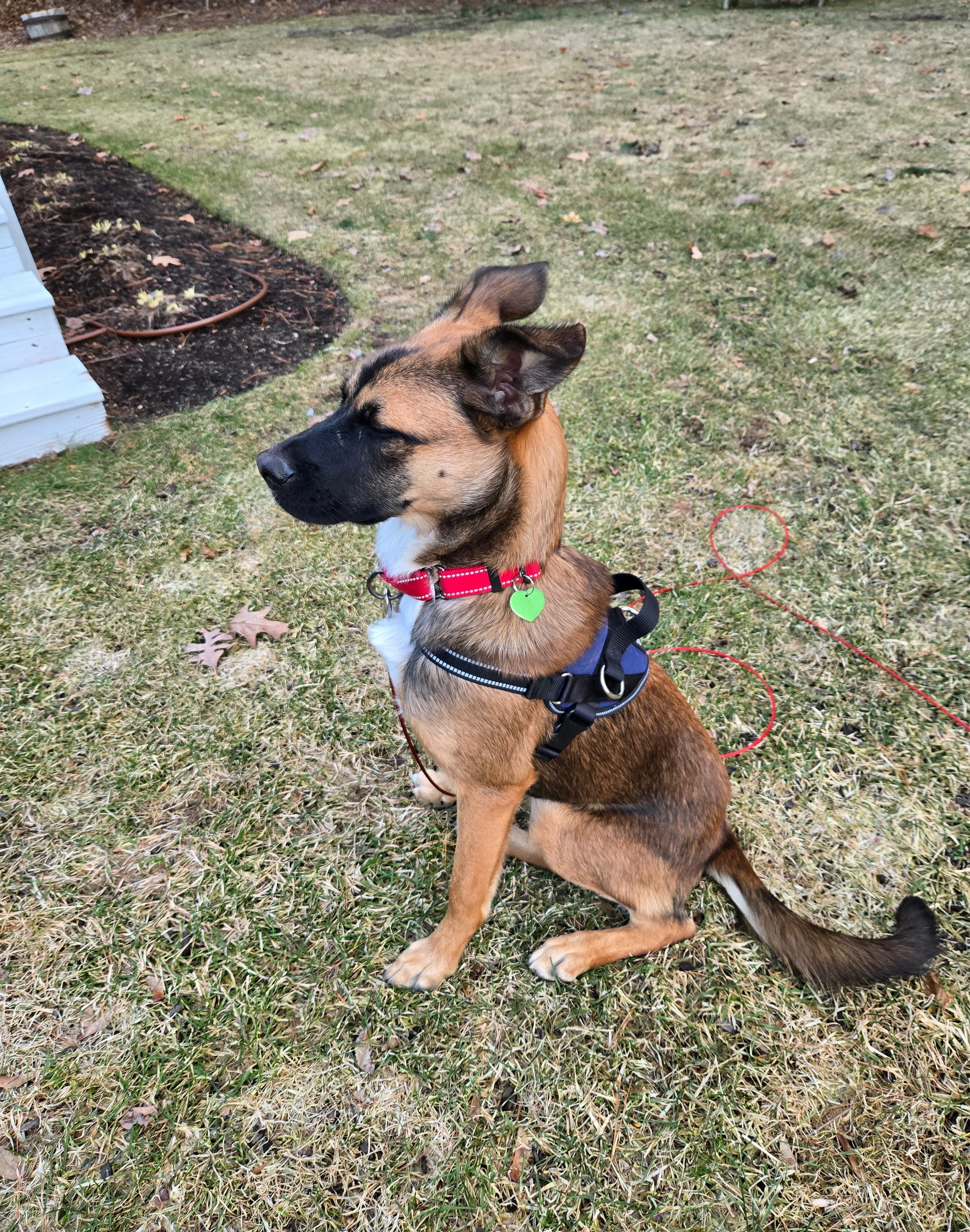 Scooby, Adoptable, Puppy Male Chihuahua.