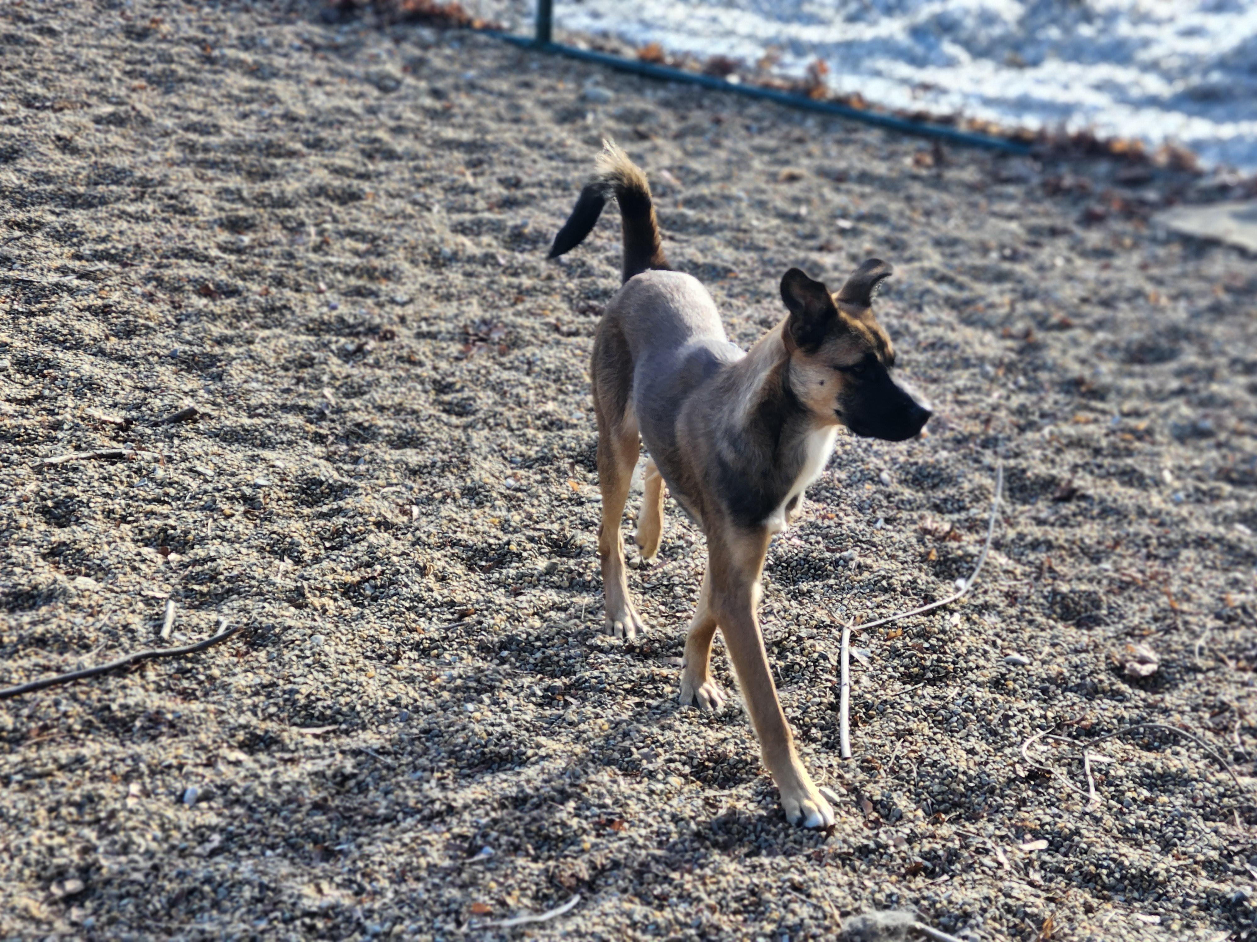 Enlarge Scooby, a Adoptable mixed breed in Milford, NH image 2/5