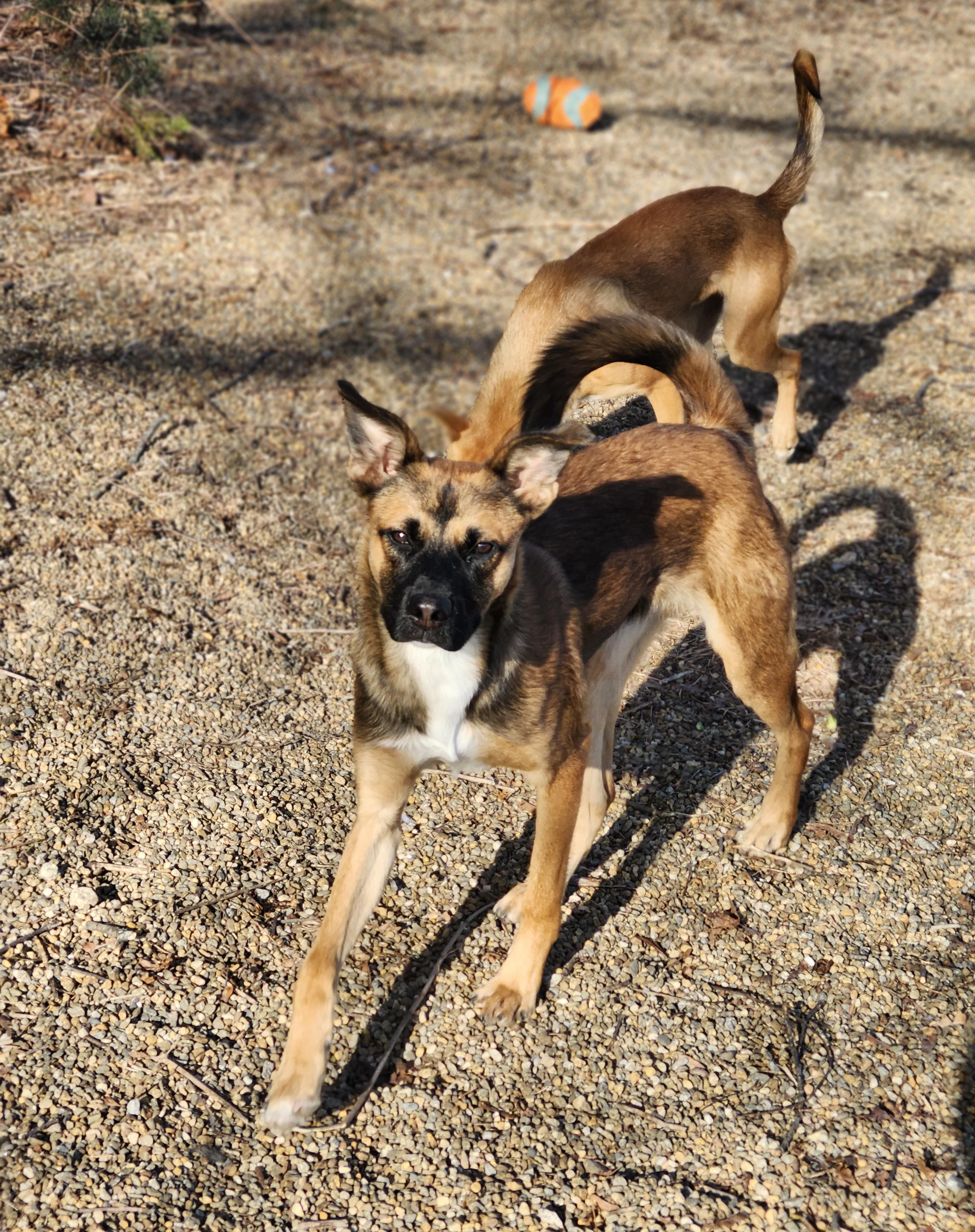 Enlarge Scooby, a Adoptable mixed breed in Milford, NH image 1/5