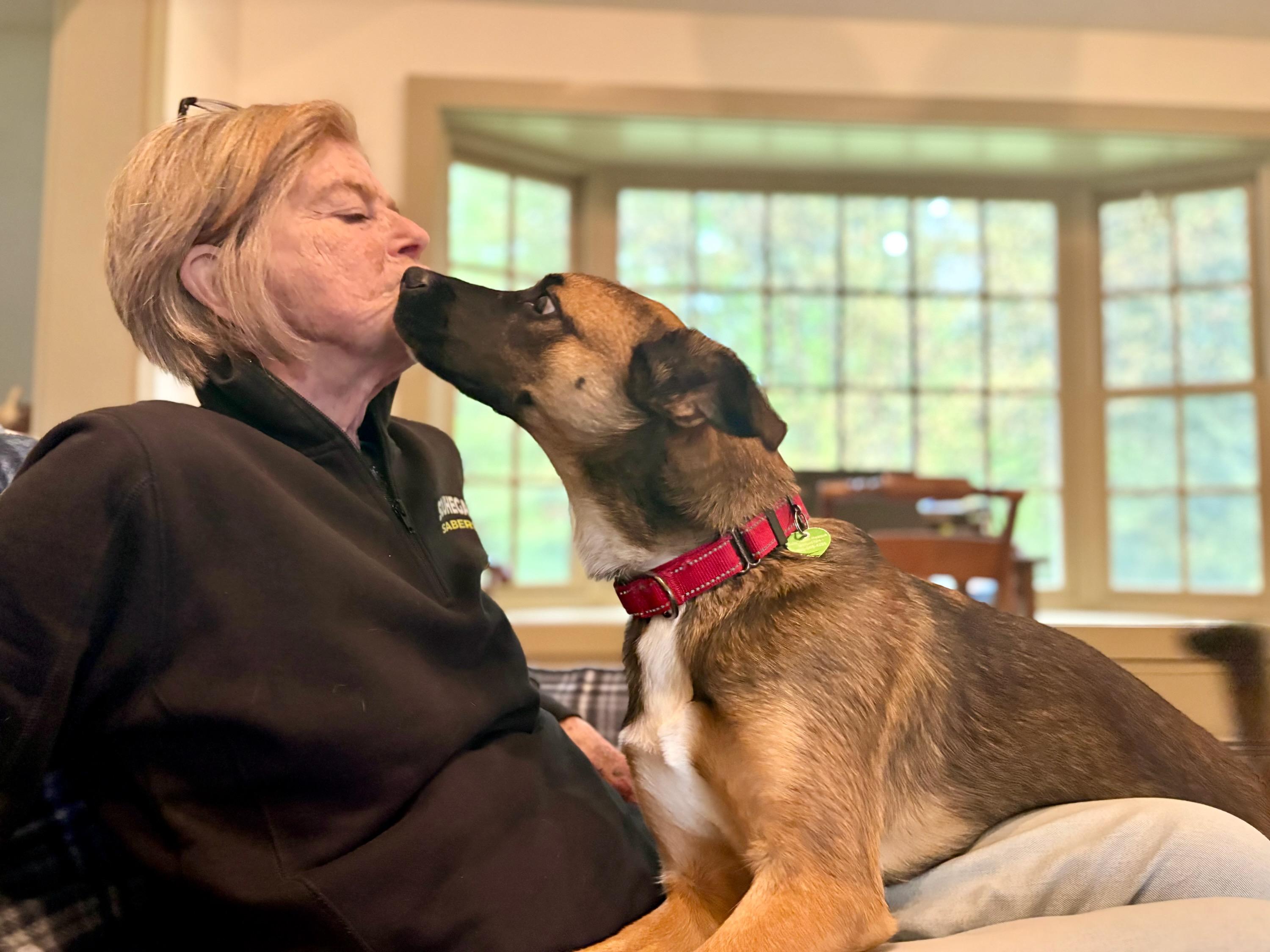 Scooby, a Adoptable mixed breed in Milford, NH image 4/6