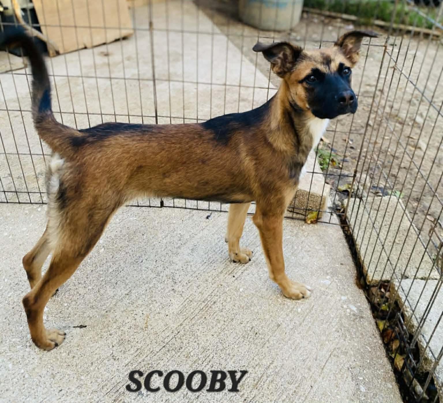 Enlarge Scooby, a Adoptable mixed breed in Milford, NH image 4/5