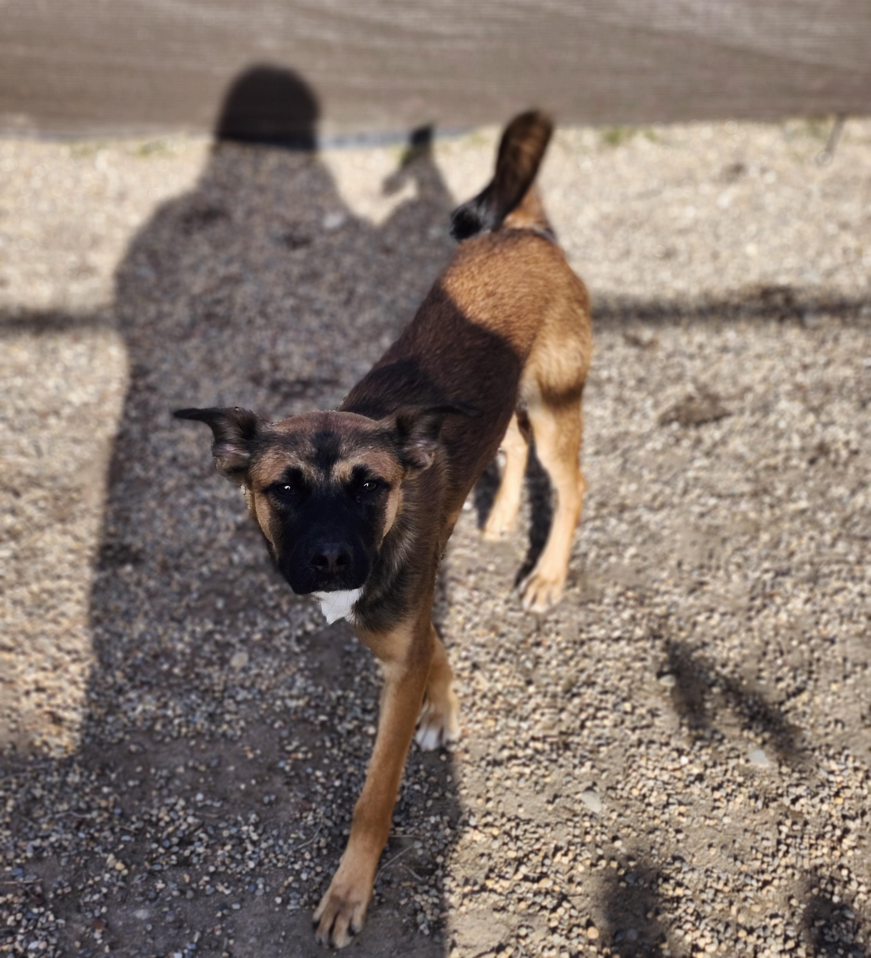 Enlarge Scooby, a Adoptable mixed breed in Milford, NH image 3/5