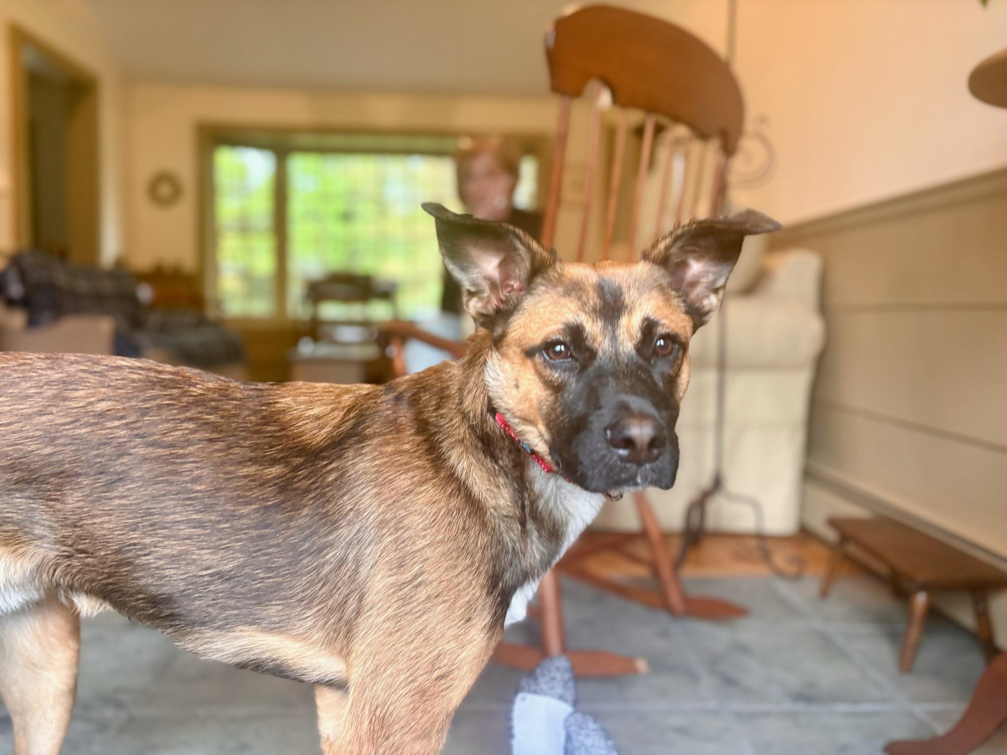 Scooby, a Adoptable mixed breed in Milford, NH image 5/6