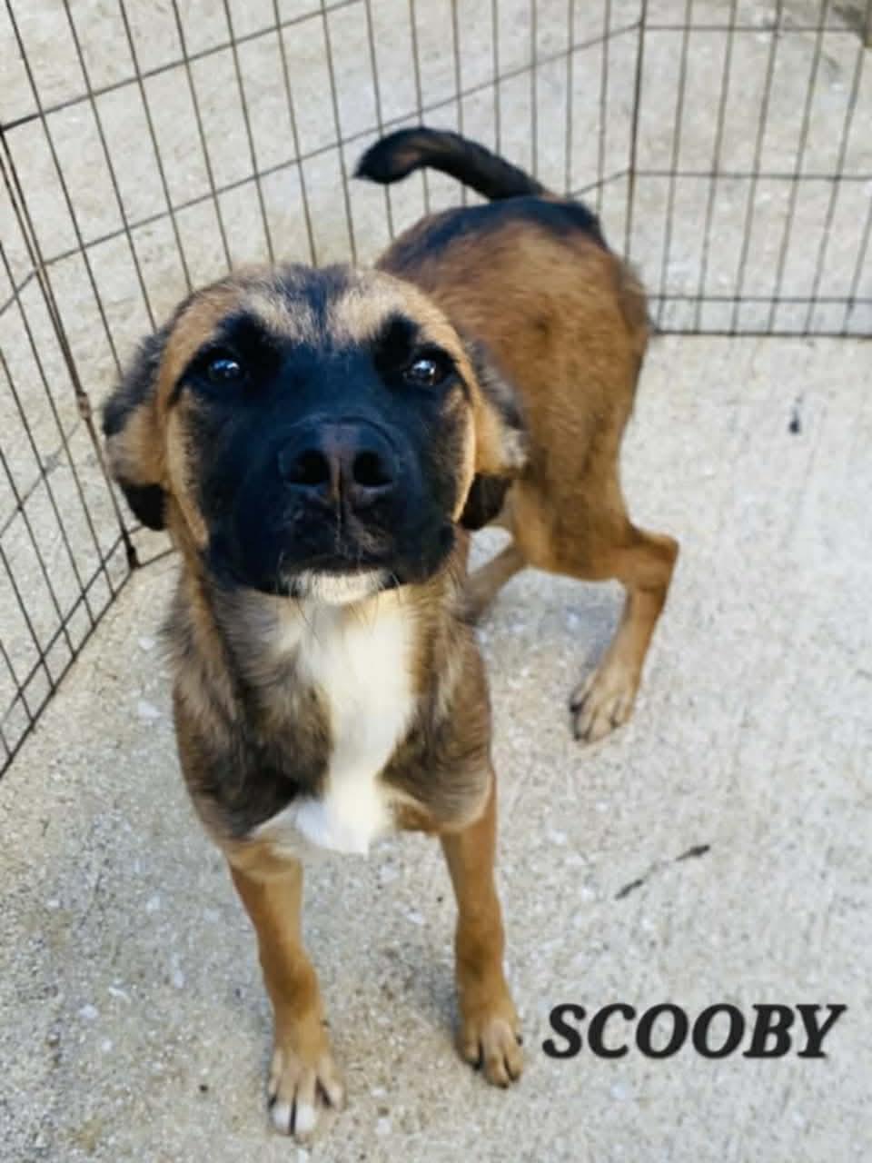 Enlarge Scooby, a Adoptable mixed breed in Milford, NH image 5/5