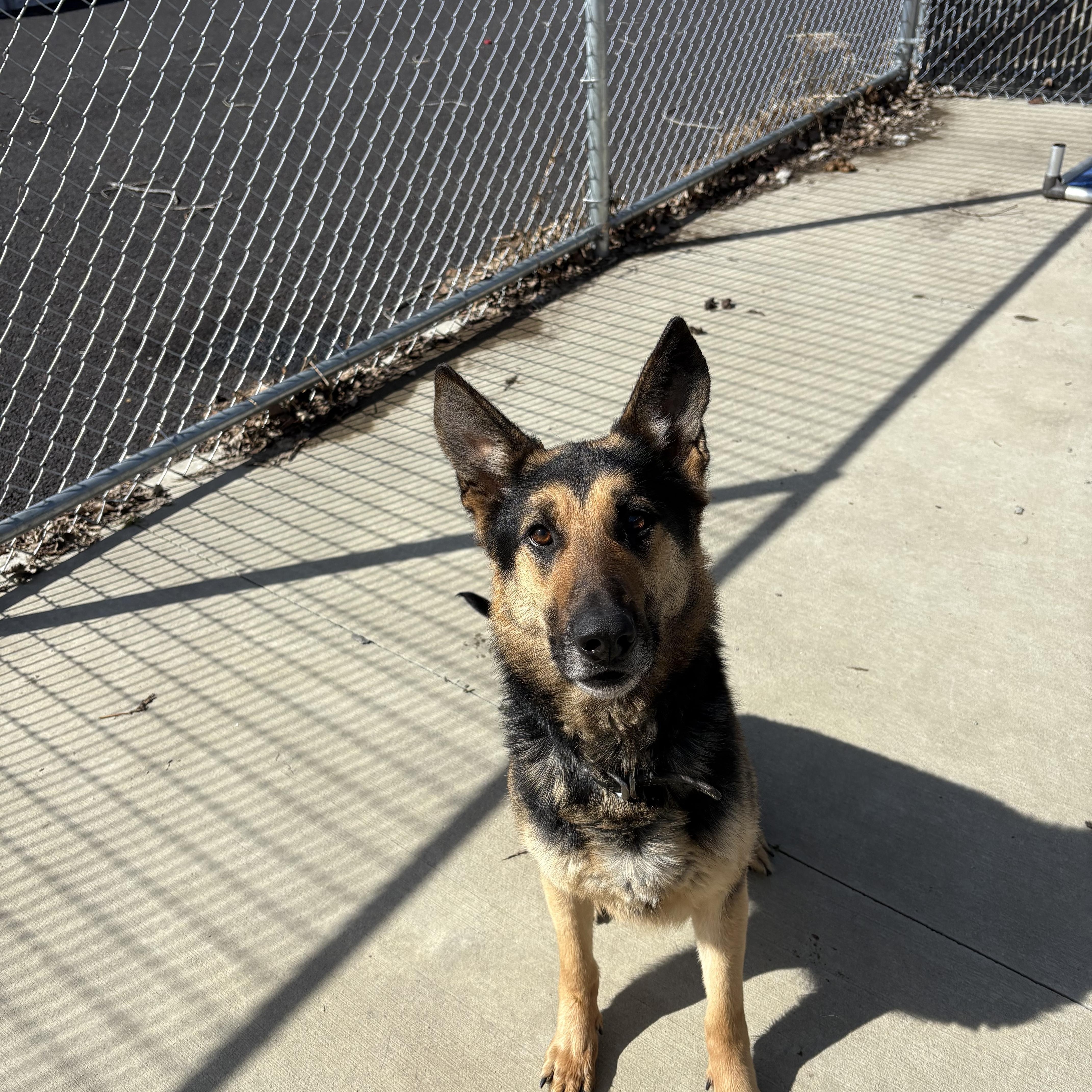 Enlarge Bruno, a Adoptable German Shepherd Dog in North Providence, RI image 2/2
