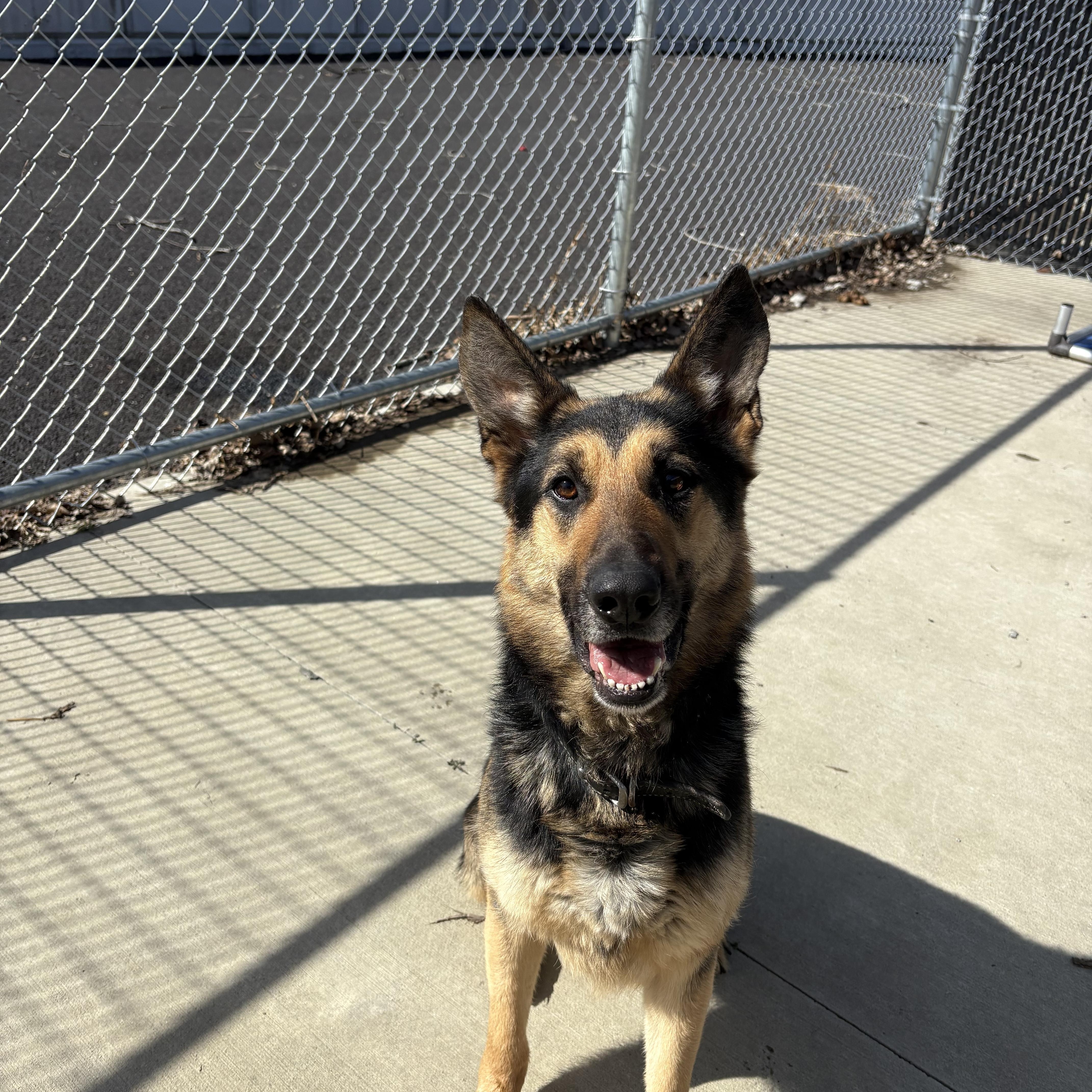 Enlarge Bruno, a Adoptable German Shepherd Dog in North Providence, RI image 1/2