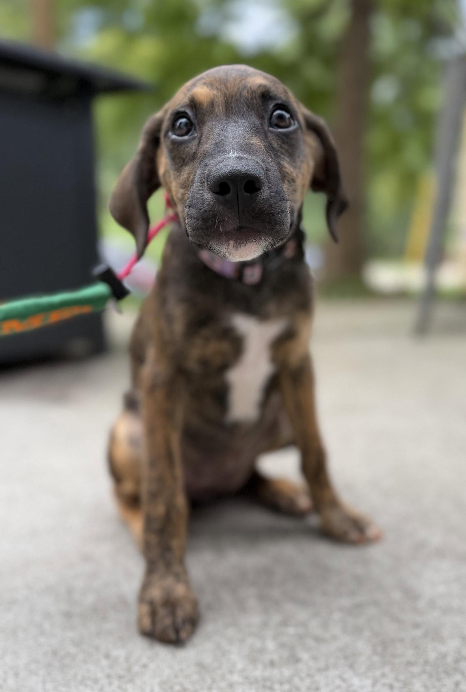Enlarge Alibi, a Adoptable Terrier in Greenville, SC image 1/3