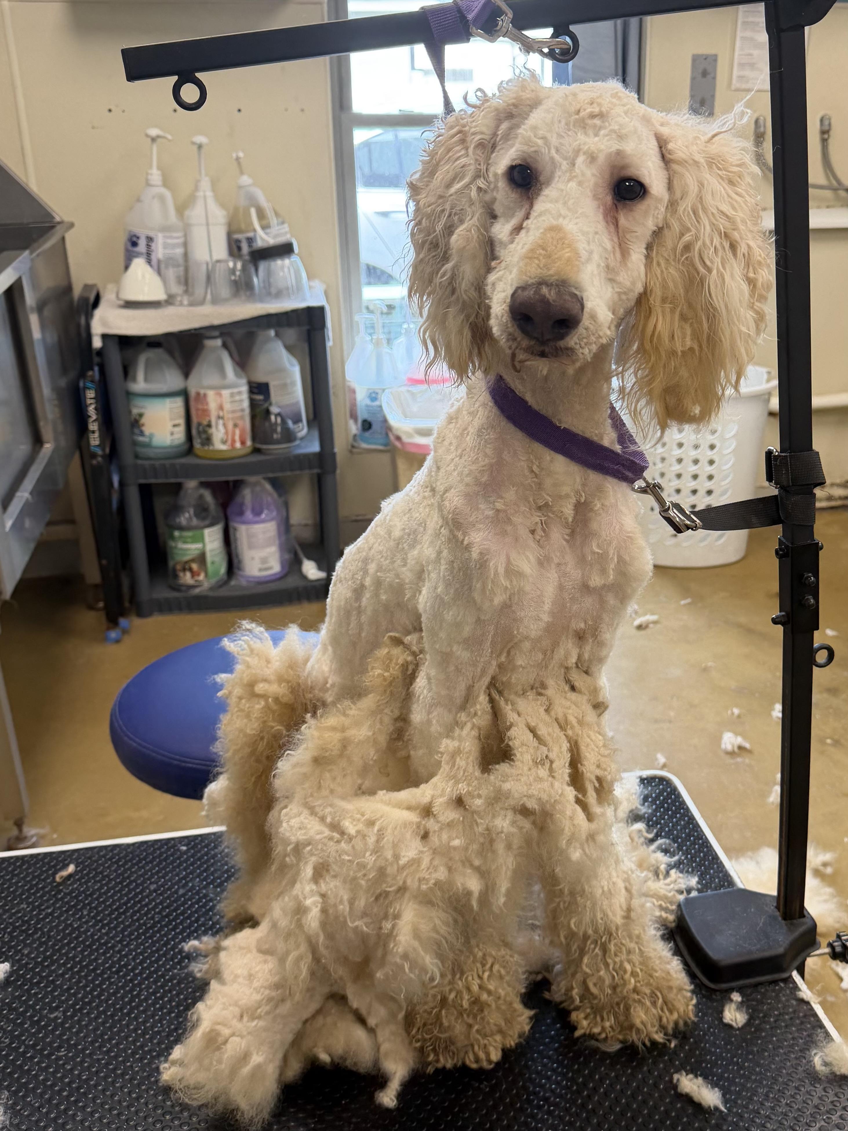 Wallen, a ADOPTABLE Standard Poodle in Baker, LA image 3/6