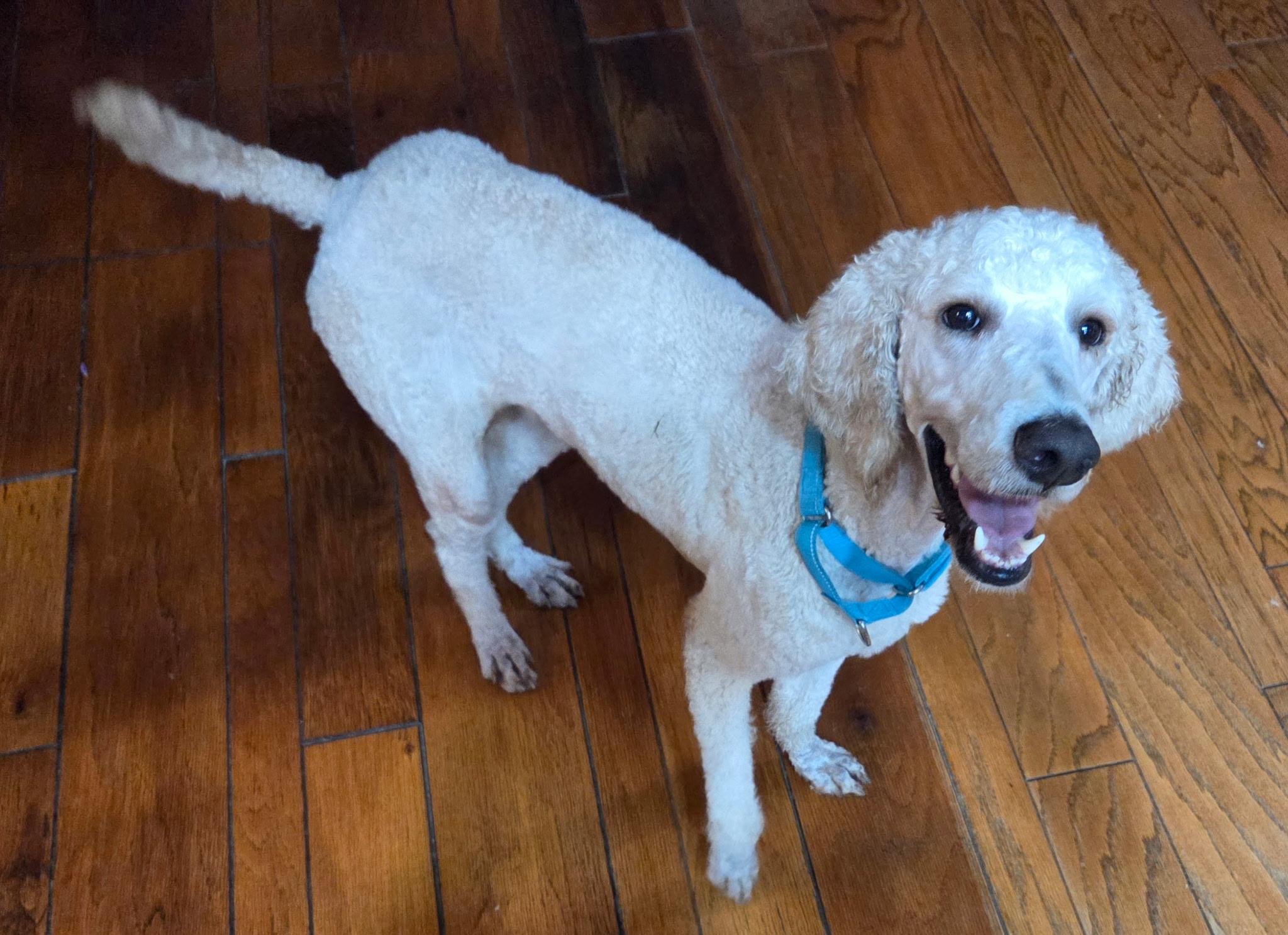 Enlarge Wallen, a ADOPTABLE Standard Poodle in Baker, LA image 1/6