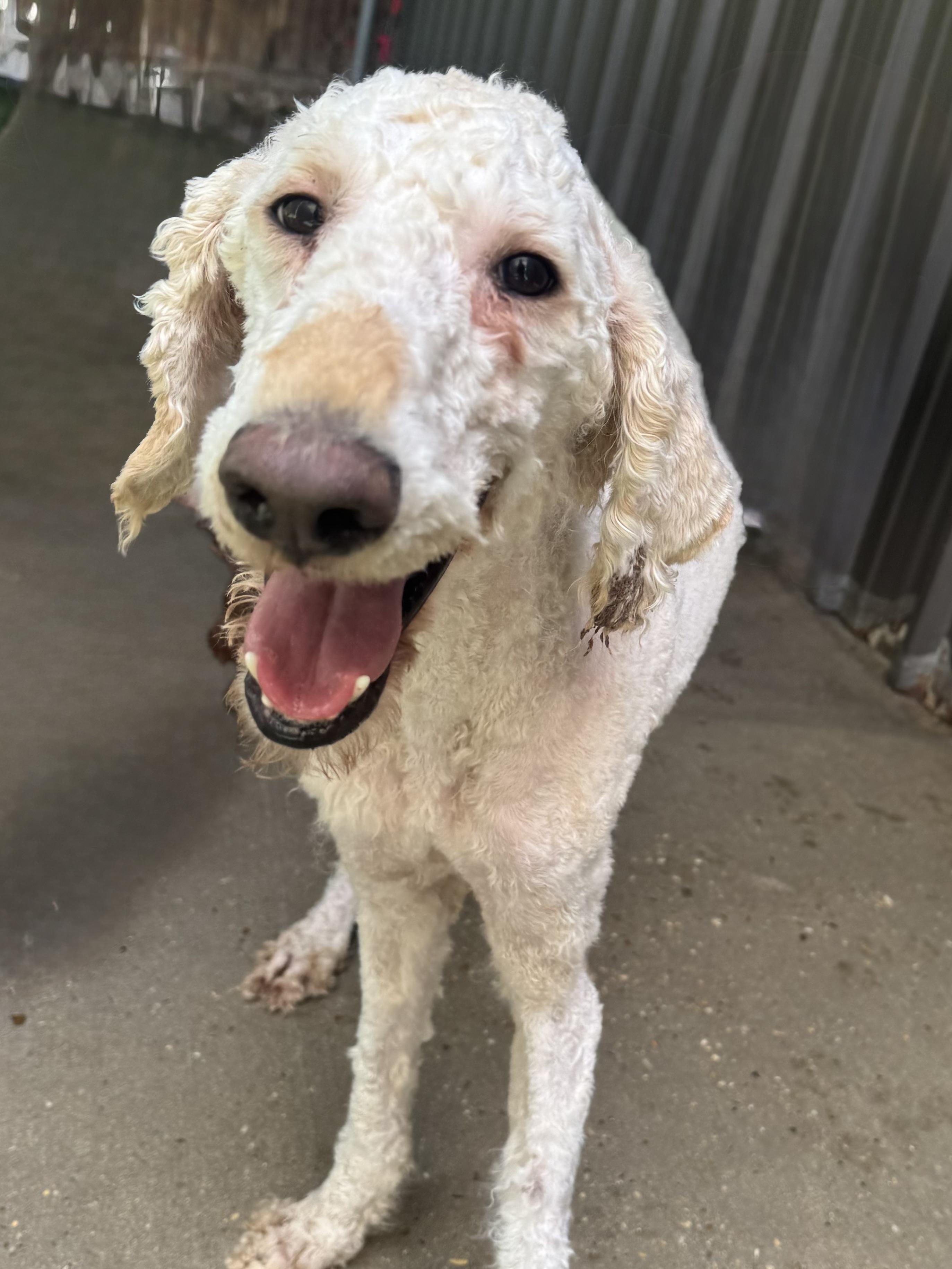 Wallen, ADOPTABLE, Adult Male Standard Poodle.