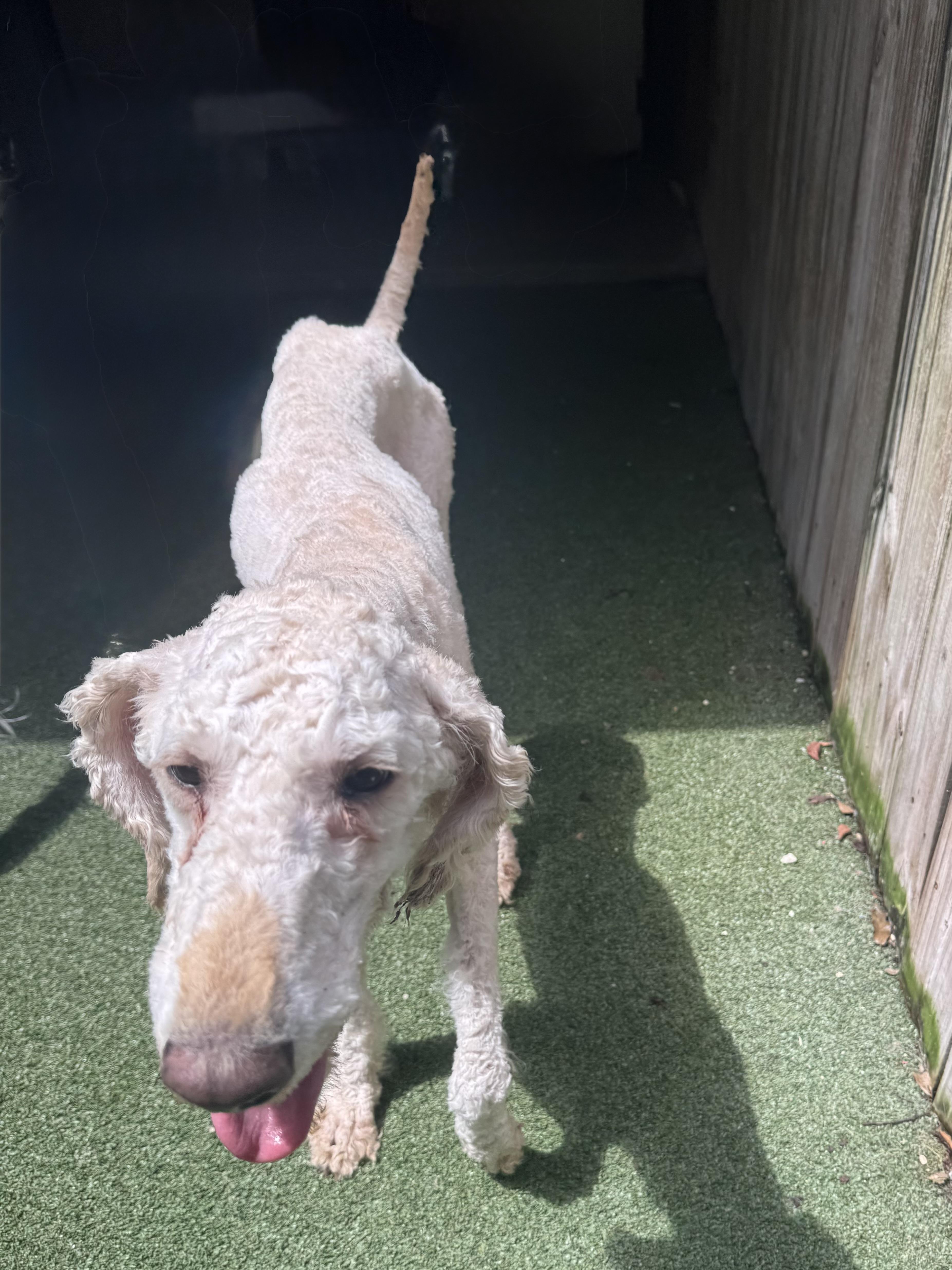 Wallen, a ADOPTABLE Standard Poodle in Baker, LA image 6/6