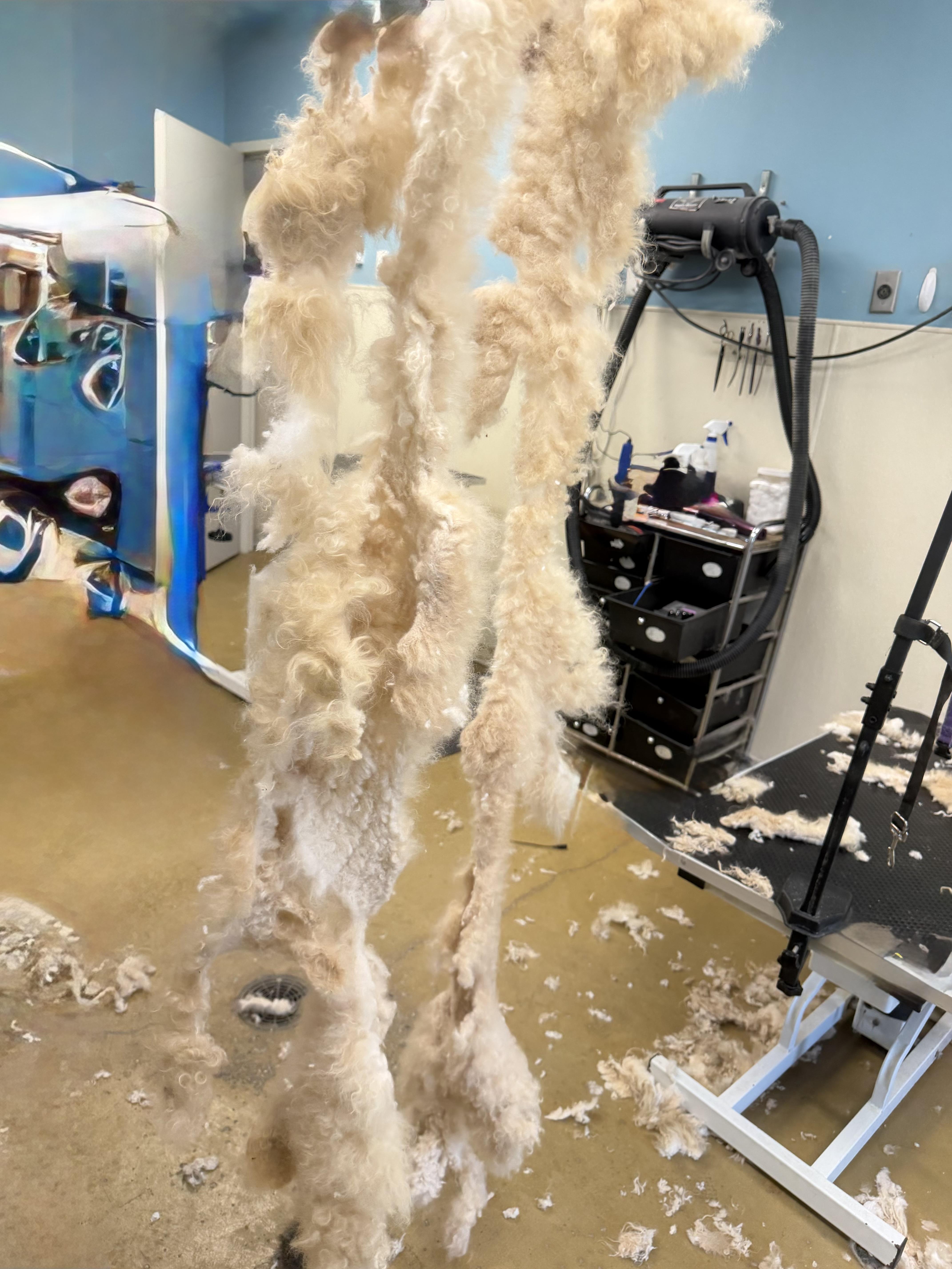 Wallen, a ADOPTABLE Standard Poodle in Baker, LA image 5/6
