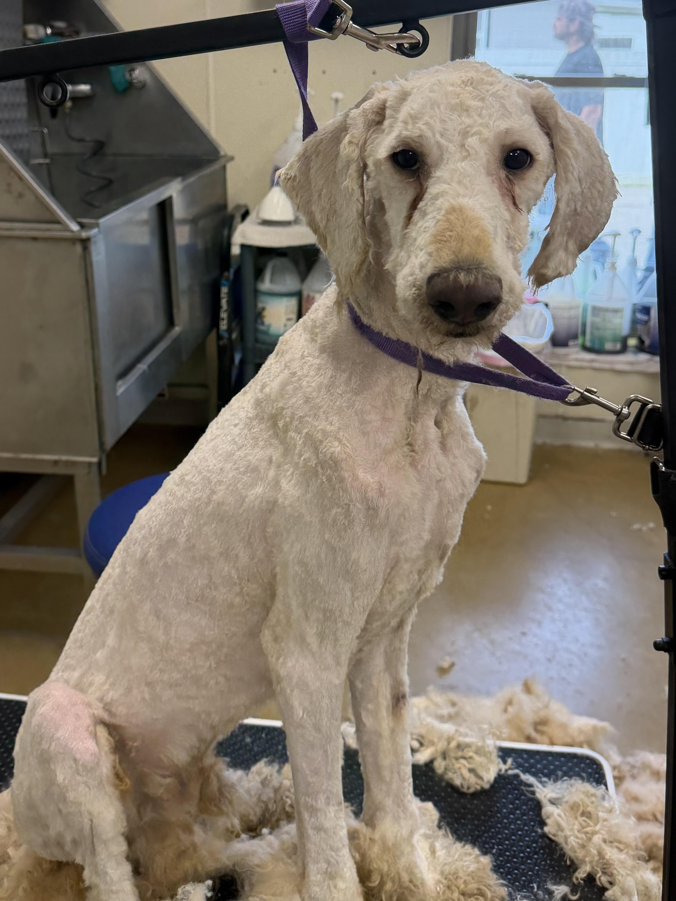 Wallen, a ADOPTABLE Standard Poodle in Baker, LA image 4/6