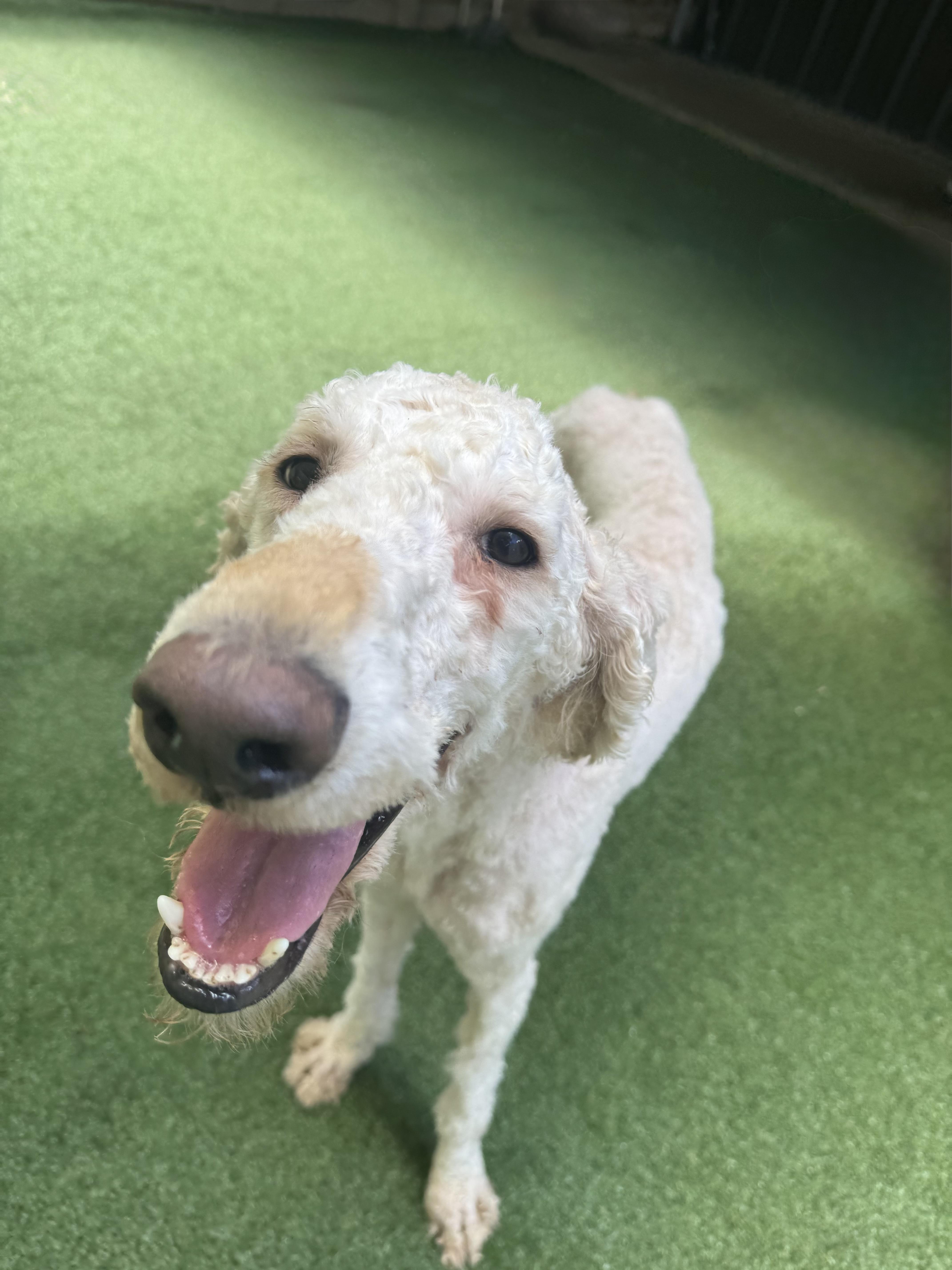 Wallen, a ADOPTABLE Standard Poodle in Baker, LA image 2/6