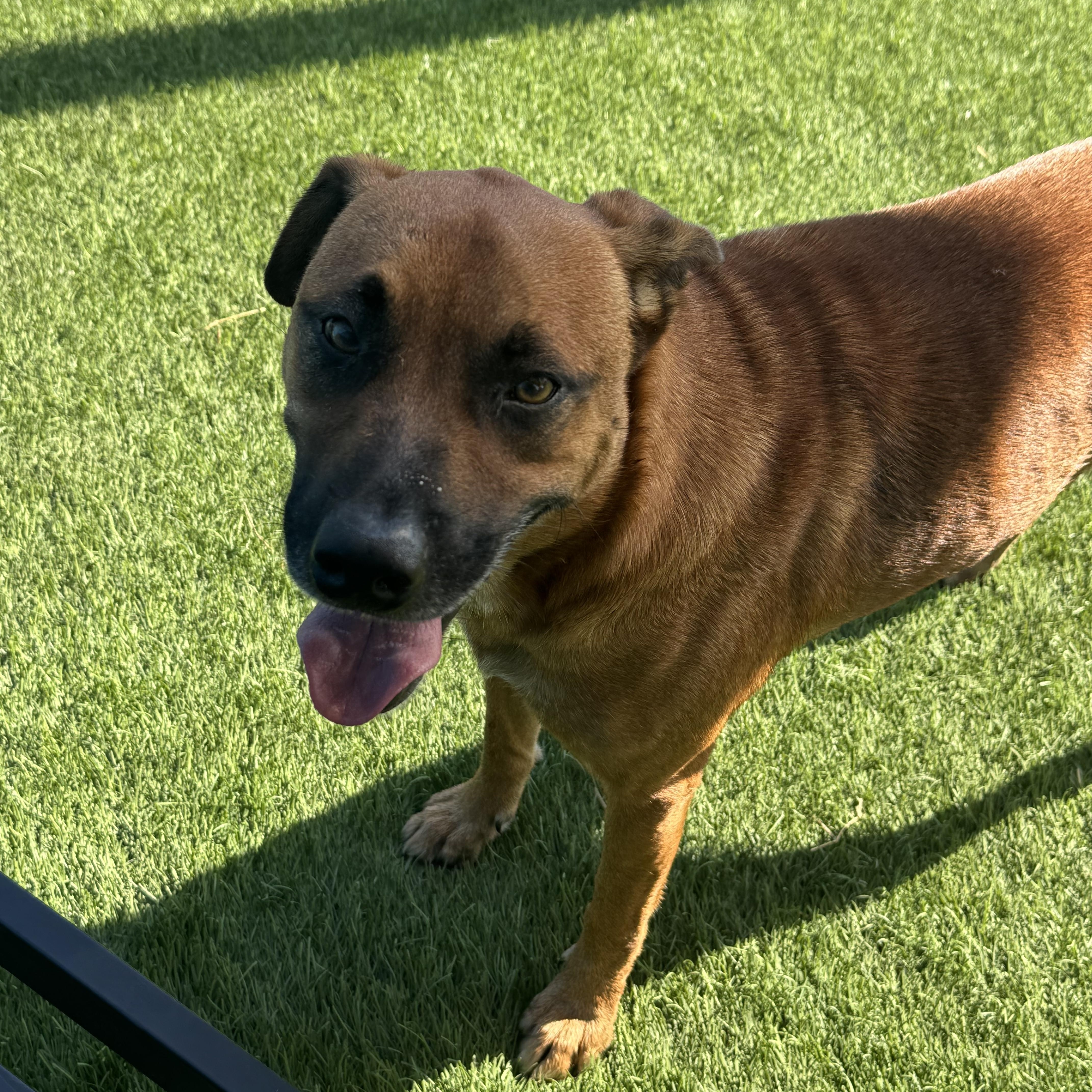Enlarge Tito, a Adoptable mixed breed in Brigham City, UT image 5/5