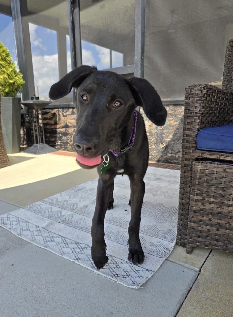 Rue, Adoptable, Puppy Female Great Dane & Labrador Retriever.