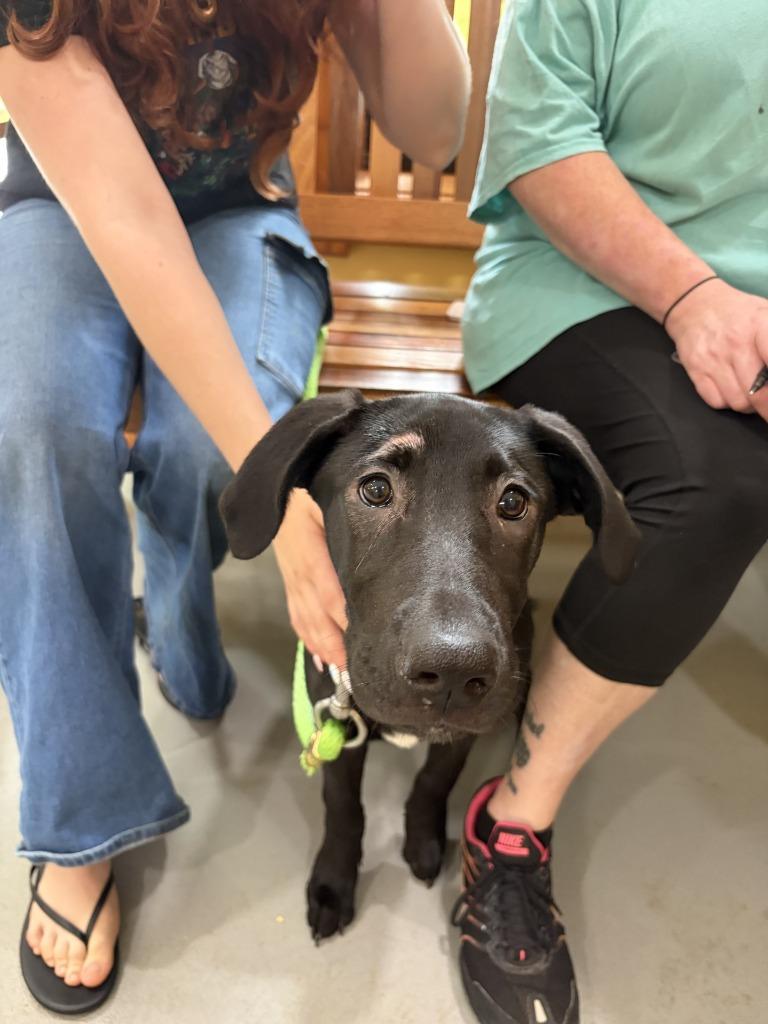 Enlarge Rue, a Adoptable mixed breed in Lawrenceburg, TN image 2/4