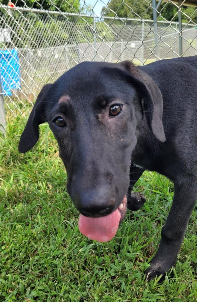Enlarge Rue, a Adoptable mixed breed in Lawrenceburg, TN image 3/4