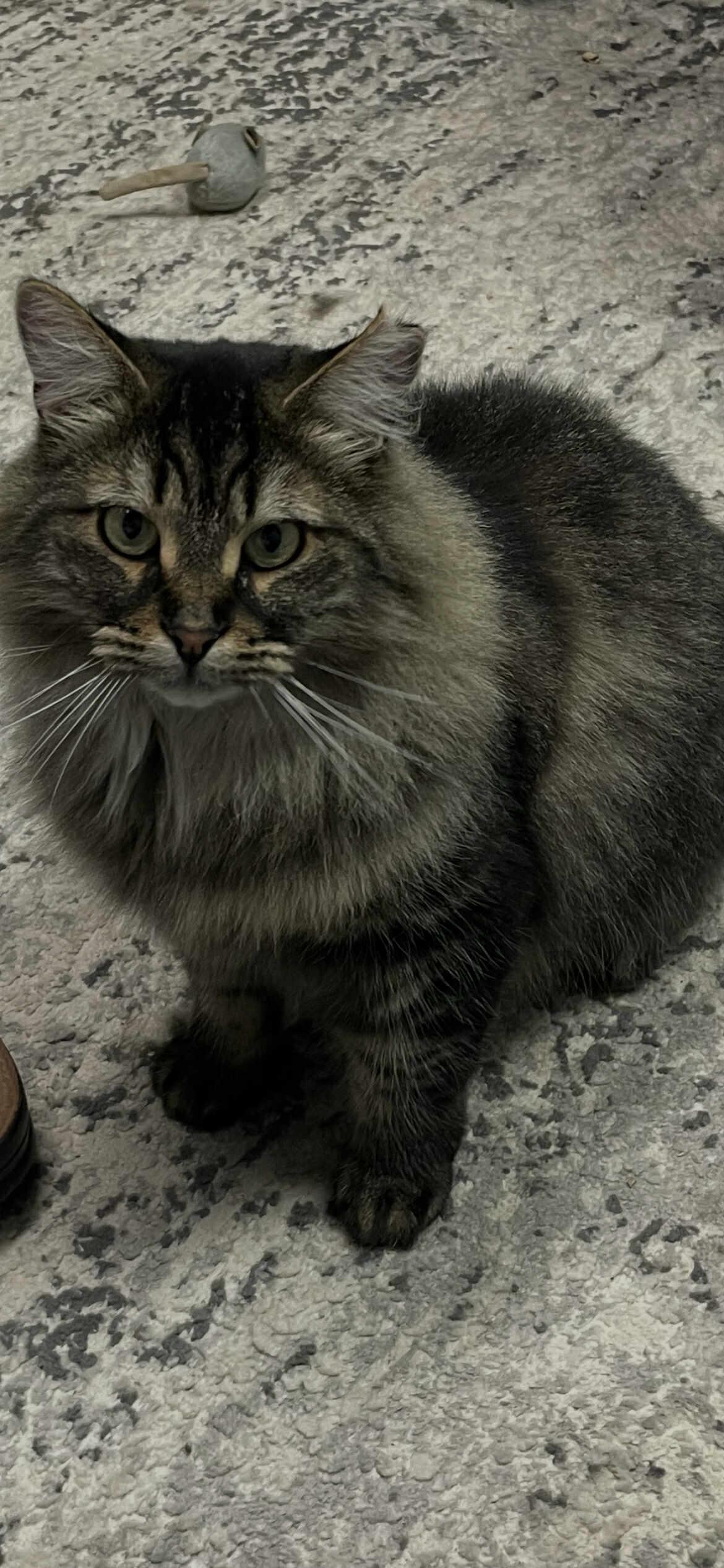 Sirius, a Adoptable Domestic Long Hair in Terrebonne, QC image 2/5