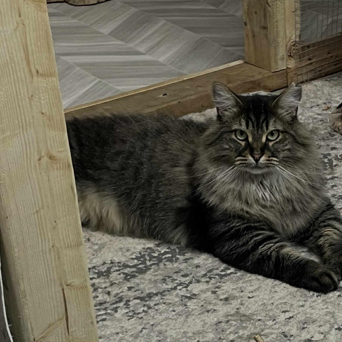 Sirius, a Adoptable Domestic Long Hair in Terrebonne, QC image 1/5