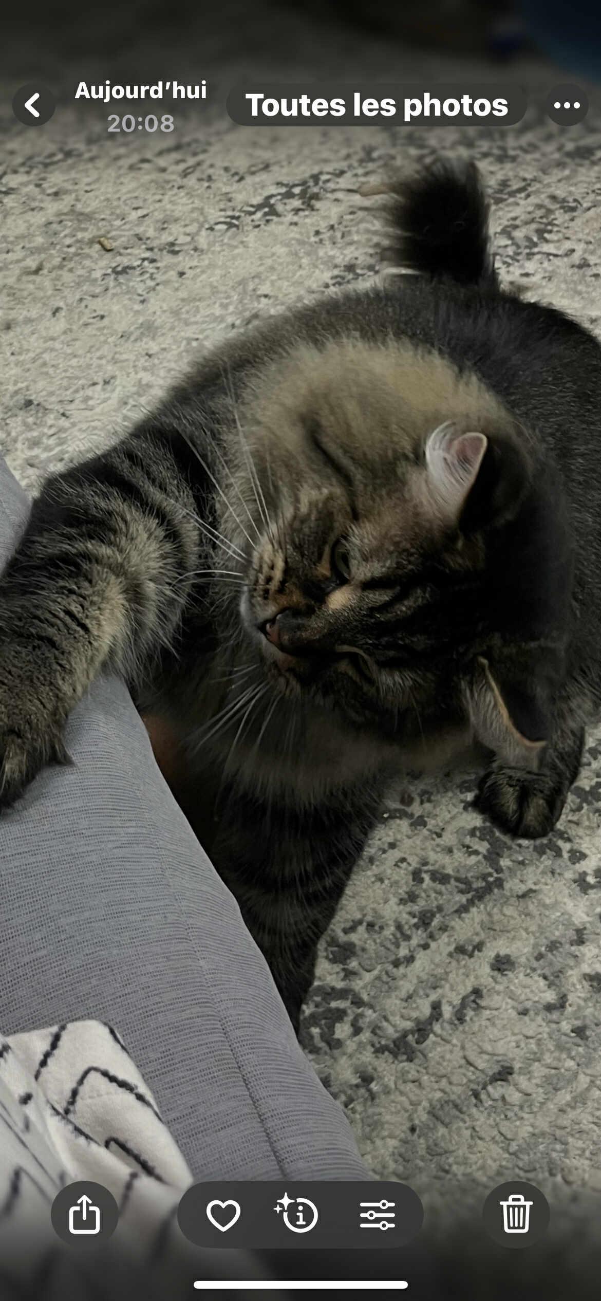 Sirius, a Adoptable Domestic Long Hair in Terrebonne, QC image 3/5