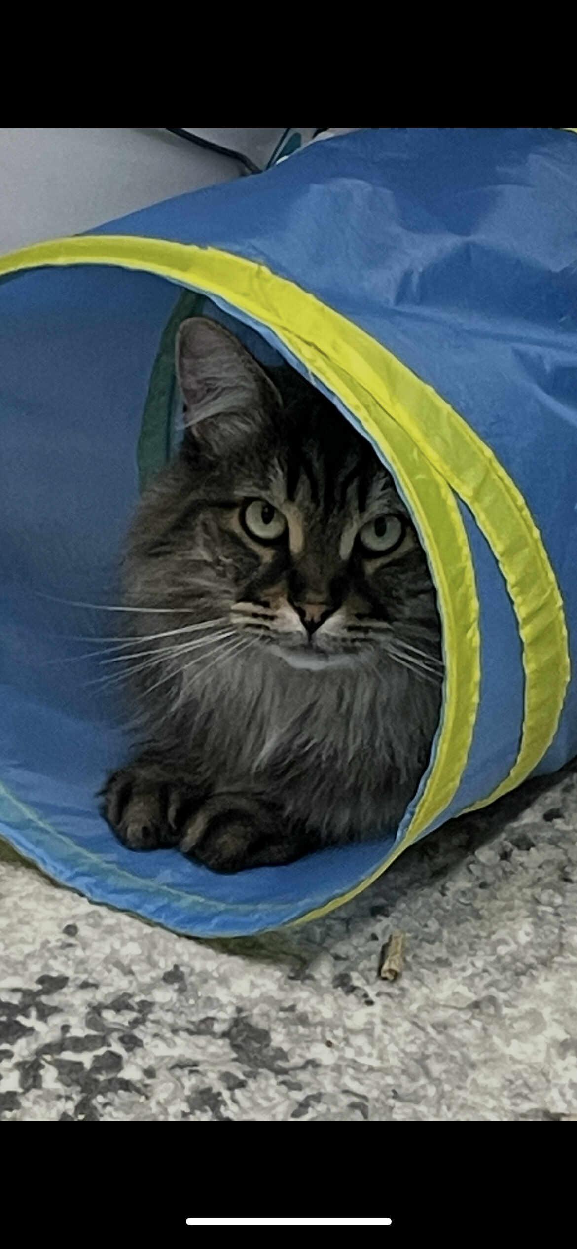 Sirius, a Adoptable Domestic Long Hair in Terrebonne, QC image 4/5