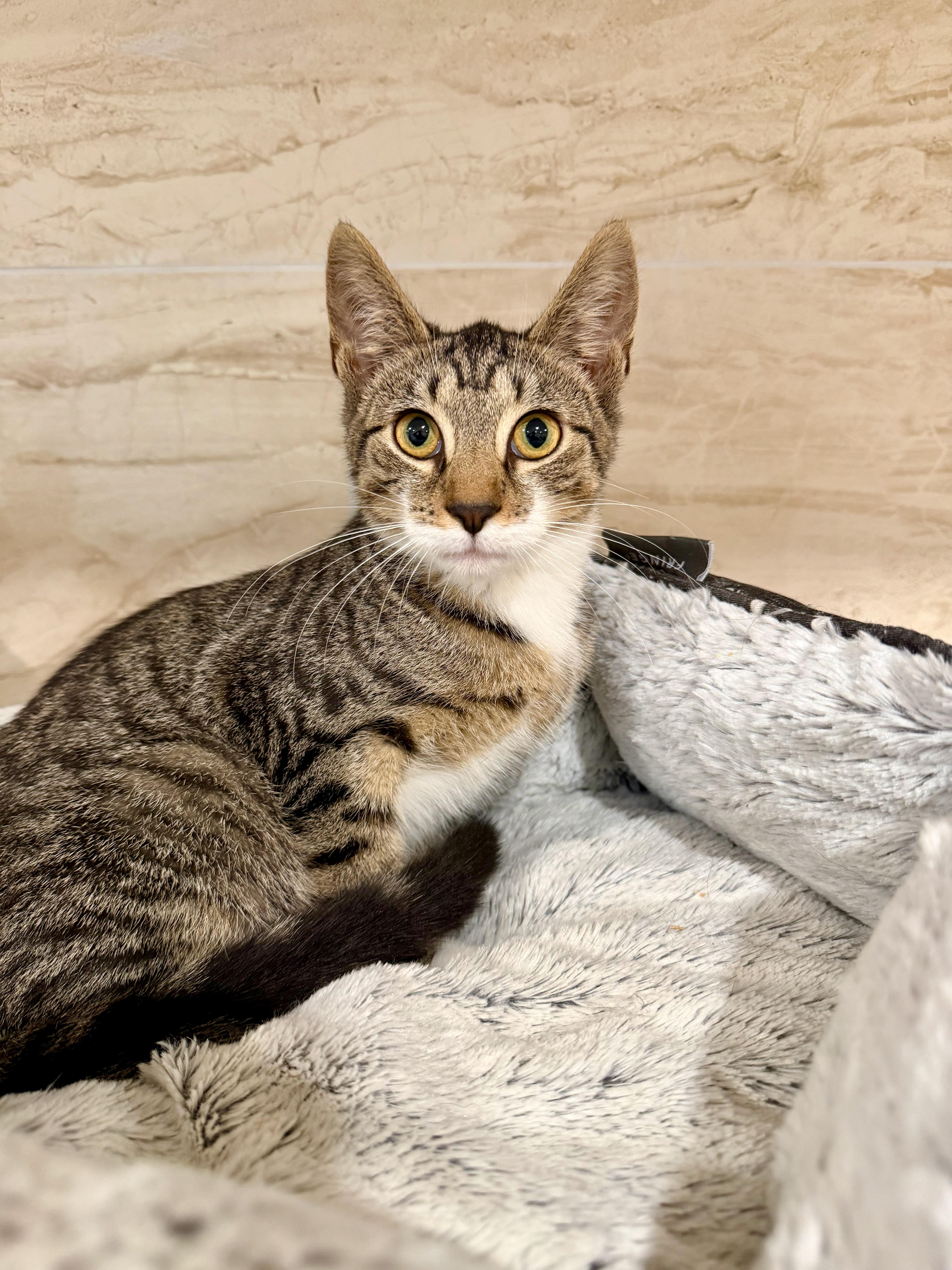 Chanel, ADOPTABLE, Kitten Female Domestic Short Hair.