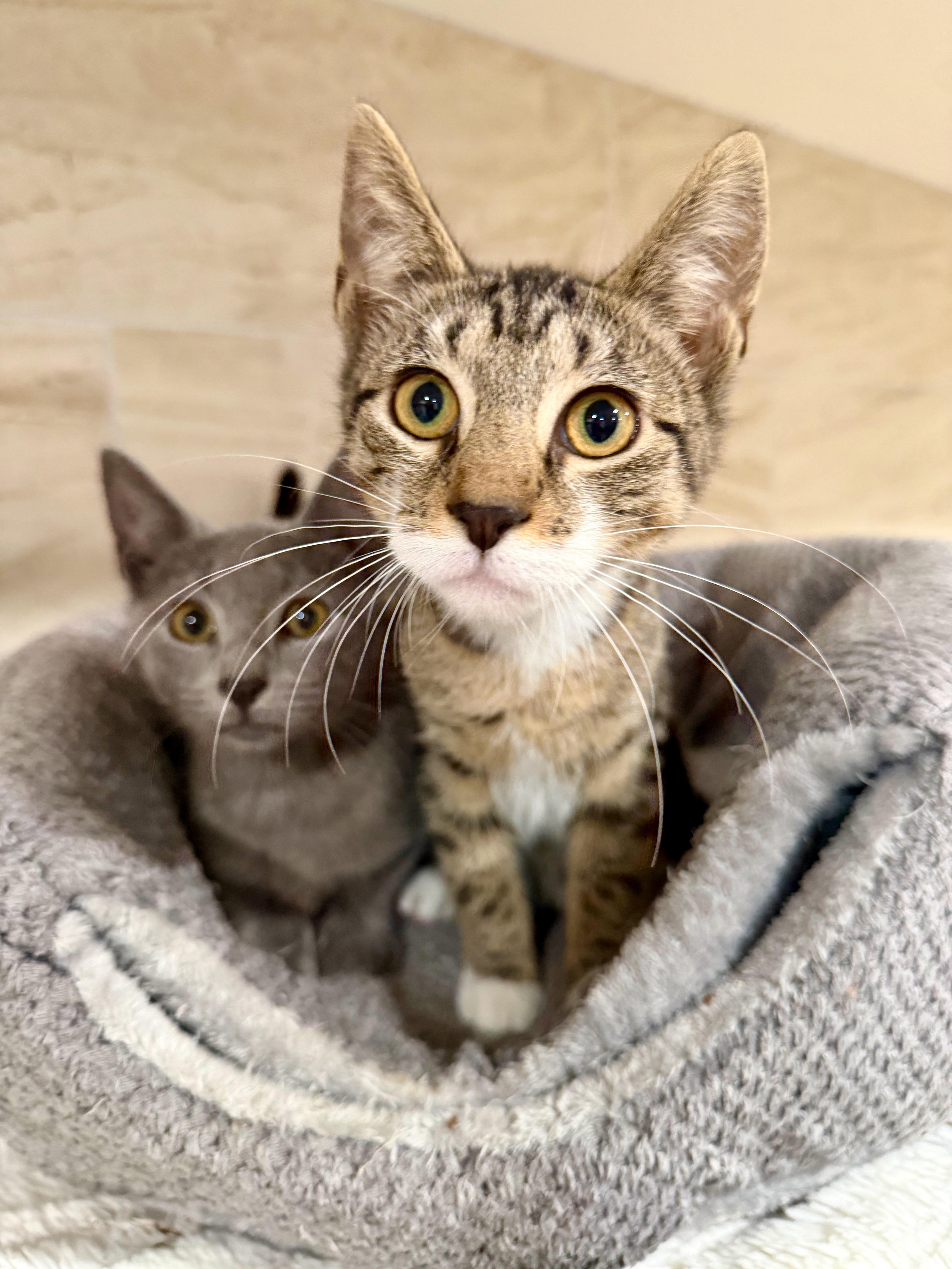 Enlarge Chanel, a ADOPTABLE Domestic Short Hair in Manhasset, NY image 2/2