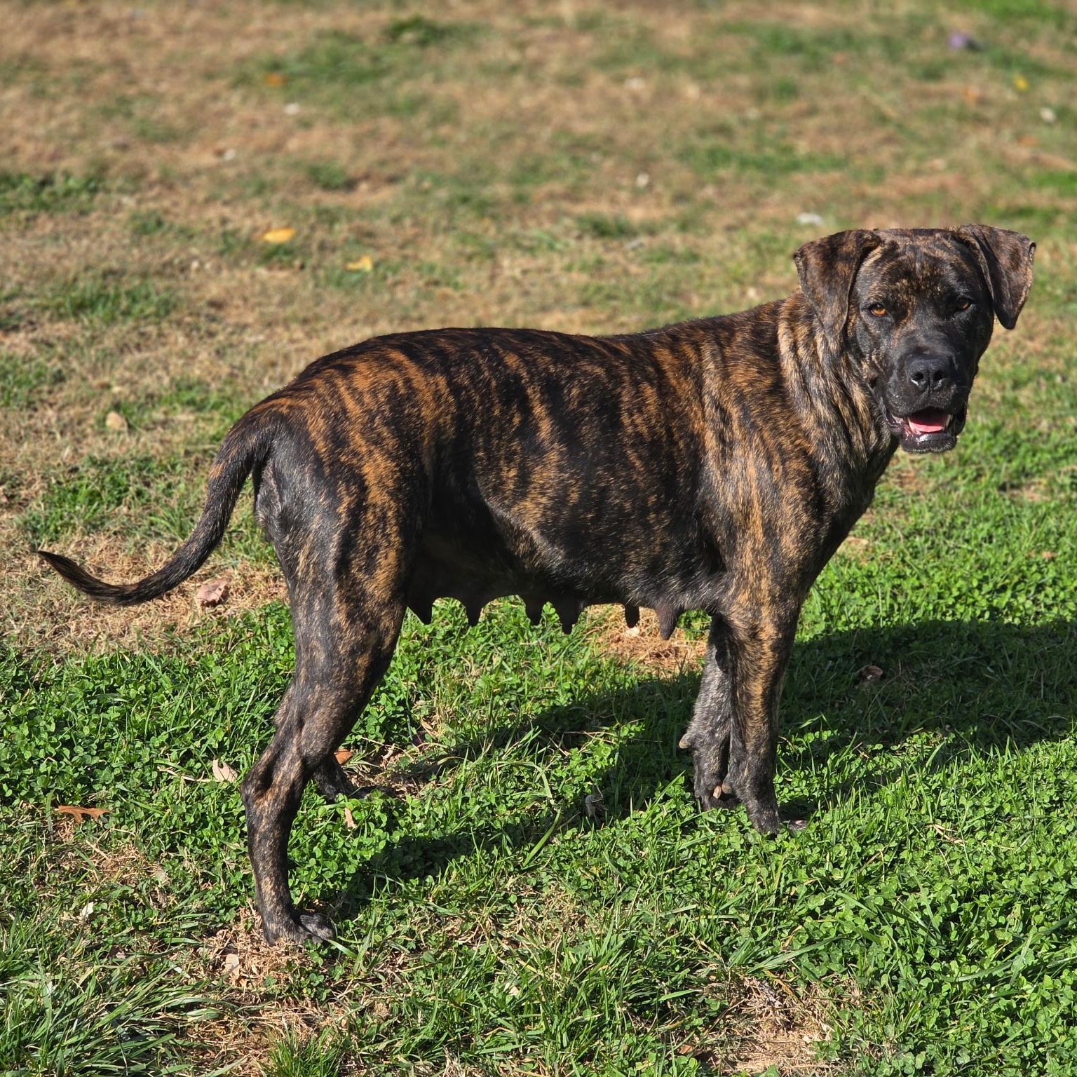 Shira, a Adoptable mixed breed in Ellicott City, MD image 5/6