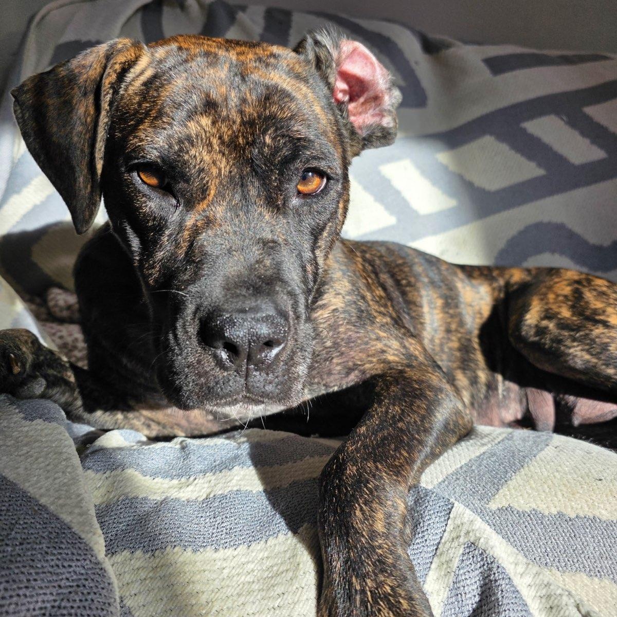 Shira, a Adoptable mixed breed in Ellicott City, MD image 2/6