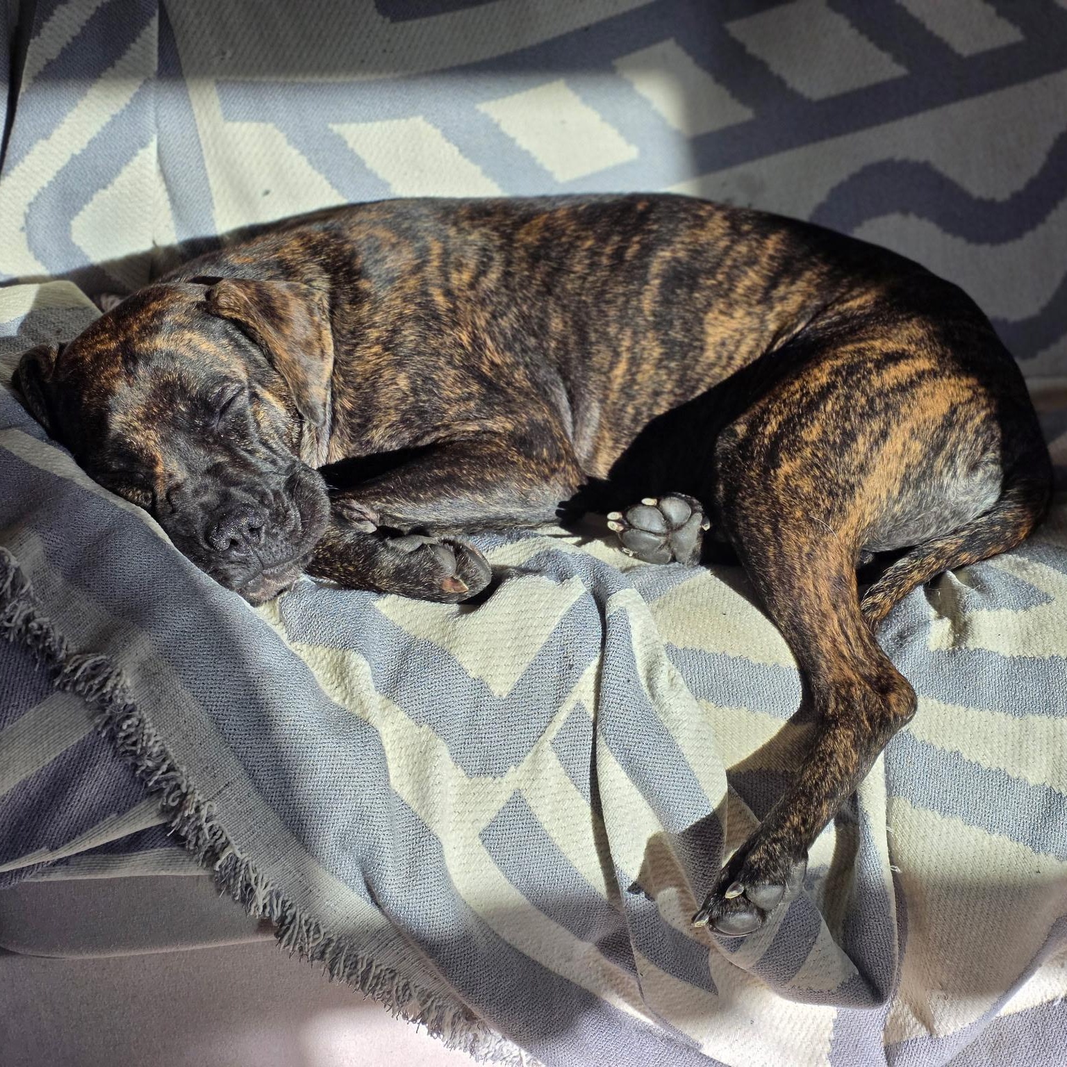 Shira, a Adoptable mixed breed in Ellicott City, MD image 3/6