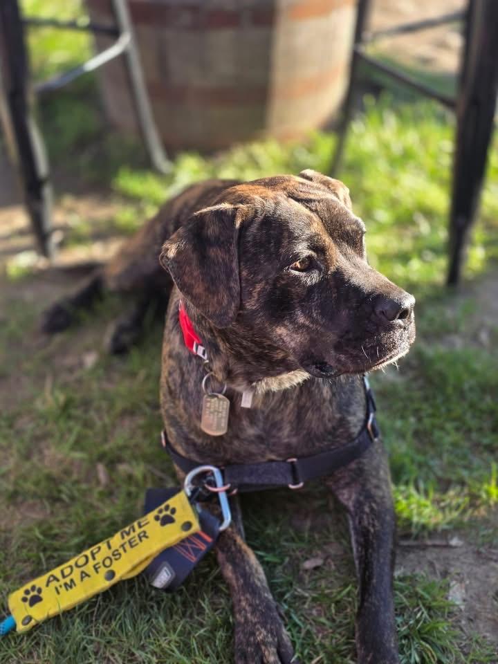 Shira, adoptable, Adult Female Cane Corso & Mastiff.