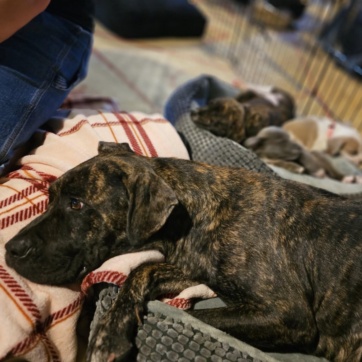 Shira, a Adoptable mixed breed in Ellicott City, MD image 6/6