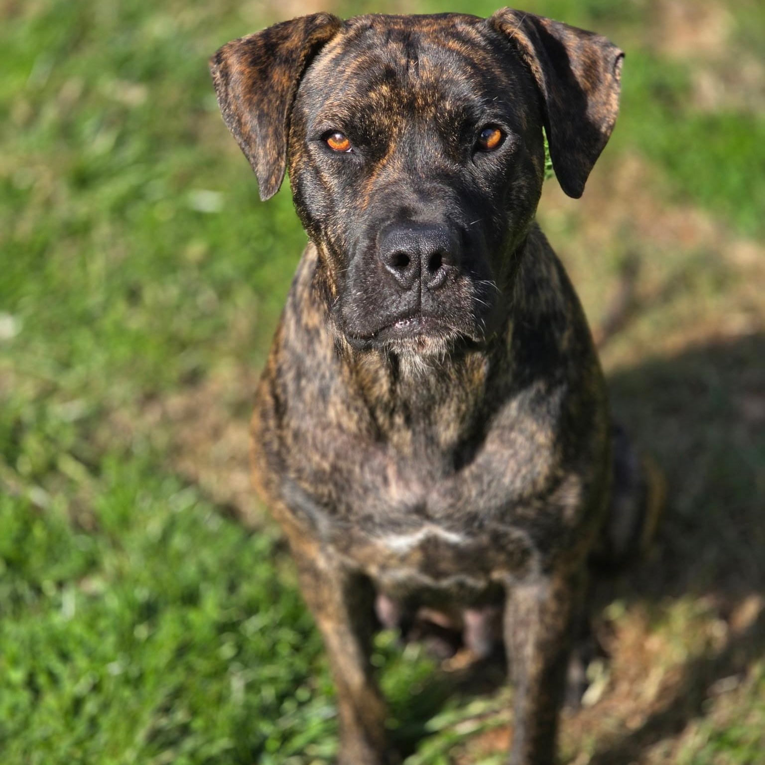 Shira, Adoptable, Adult Female Boxer & Mixed Breed.