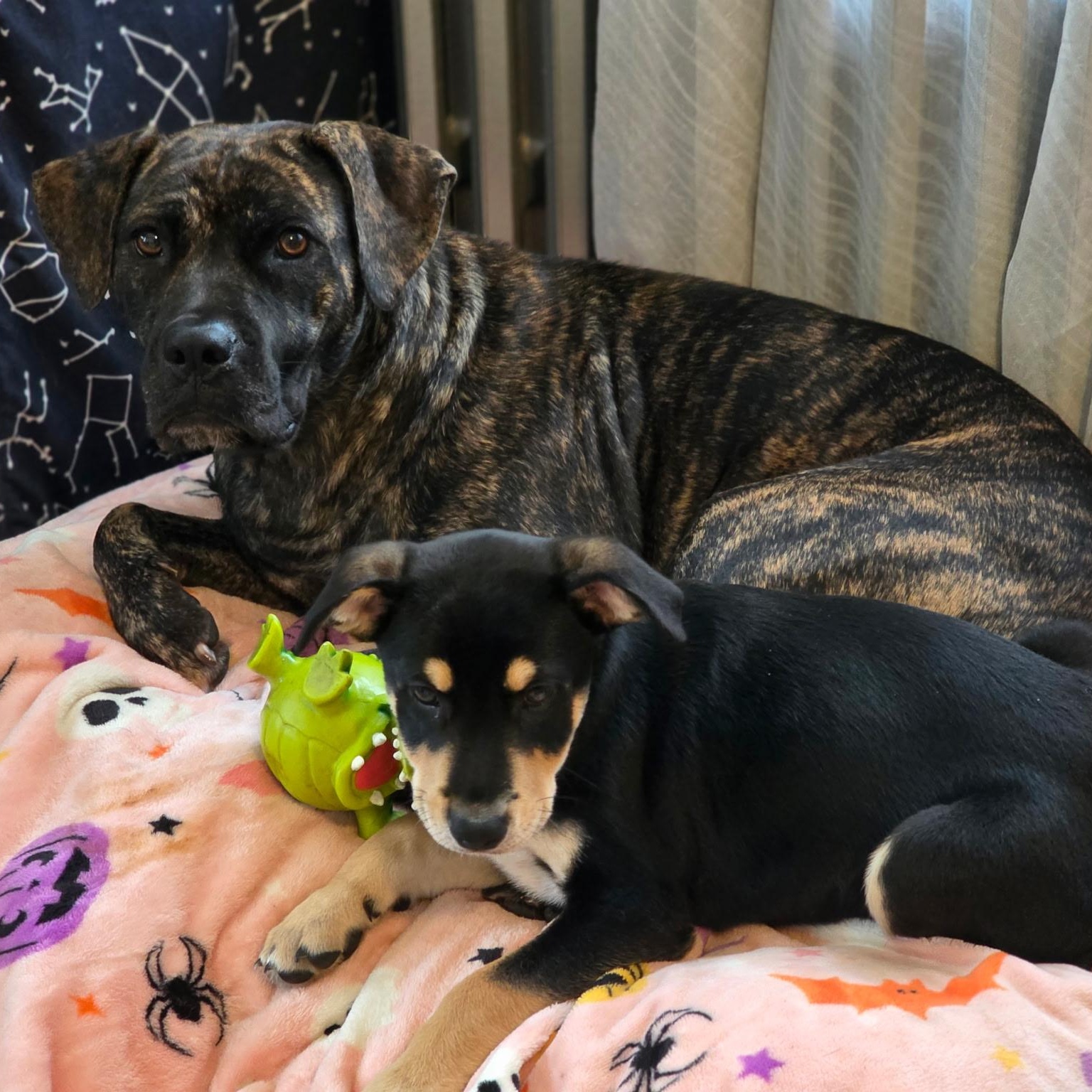 Shira, a Adoptable mixed breed in Ellicott City, MD image 4/6