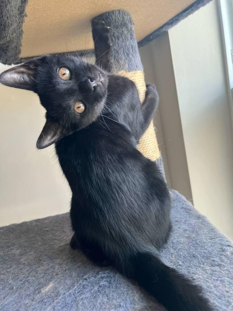 Enlarge Kieran, a Adoptable Domestic Short Hair in Harpers Ferry, WV image 1/3