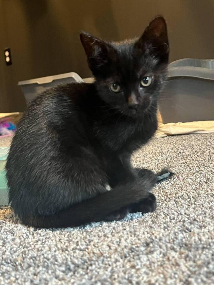 Enlarge Kieran, a Adoptable Domestic Short Hair in Harpers Ferry, WV image 2/3