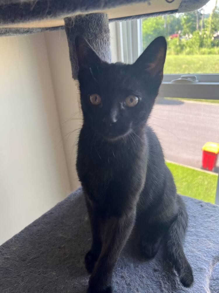 Enlarge Kieran, a Adoptable Domestic Short Hair in Harpers Ferry, WV image 3/3