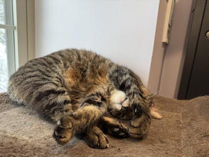 Puty Cat — thumbnail 2