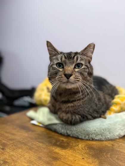 Puty Cat — thumbnail 3