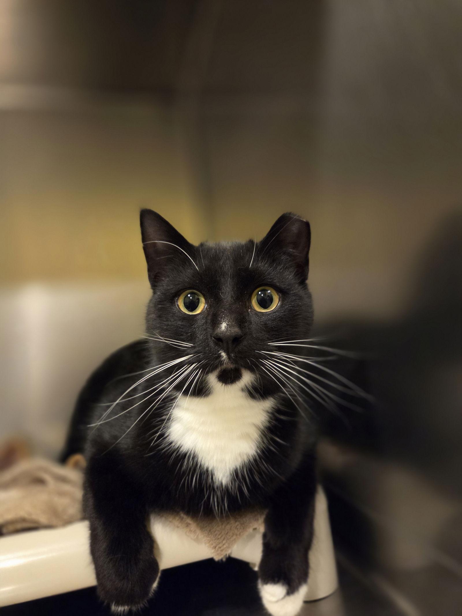 Idris, Adoptable, Adult Male Tuxedo.