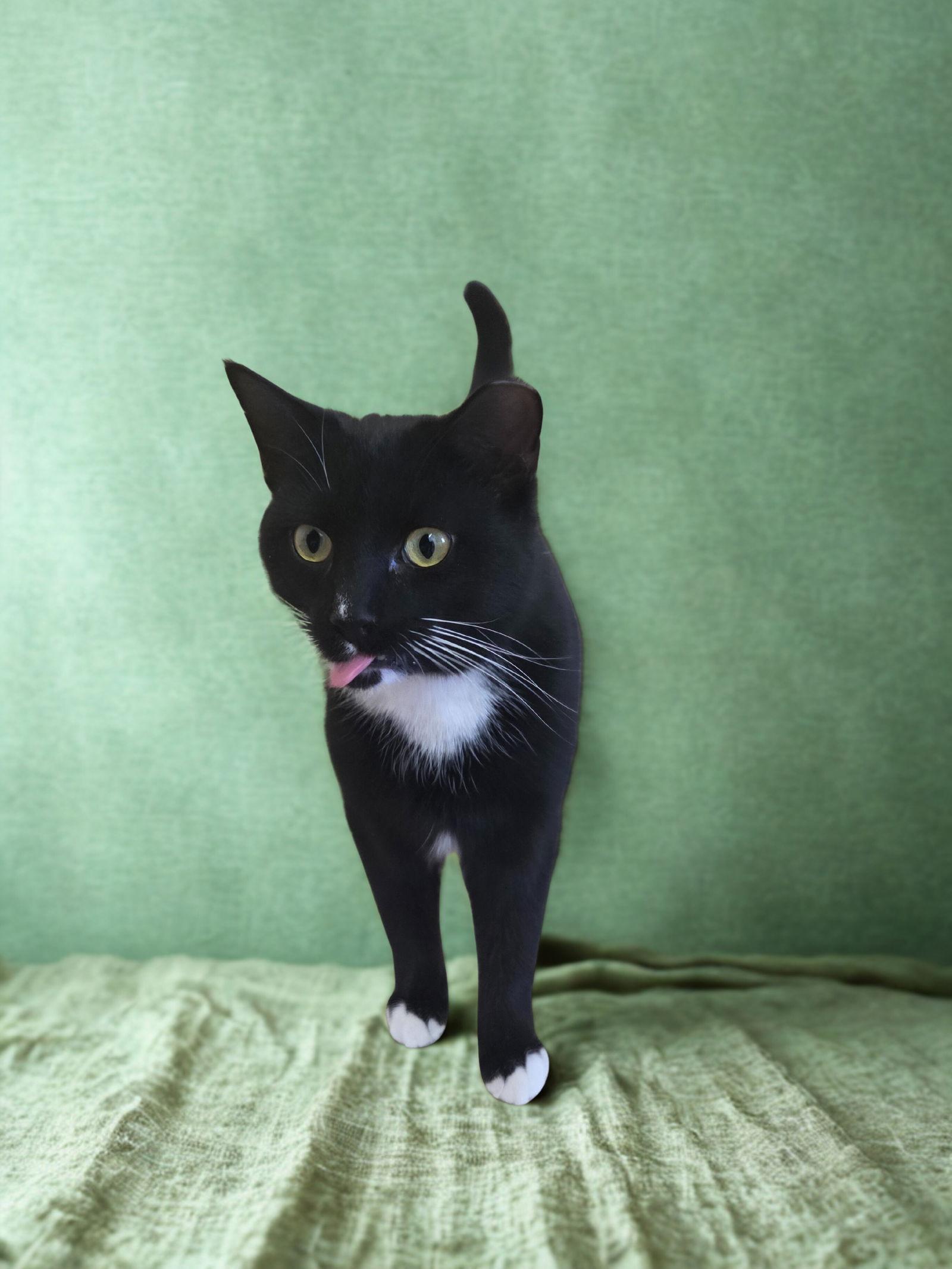 Enlarge Idris, a Adoptable Tuxedo in Flint Hill, VA image 1/3