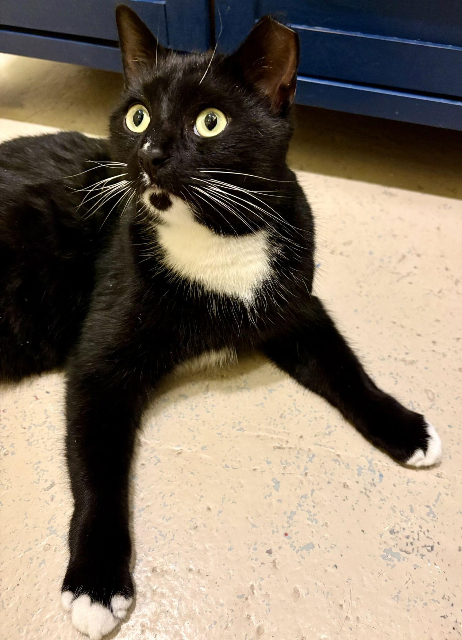 Enlarge Idris, a Adoptable Tuxedo in Flint Hill, VA image 2/3