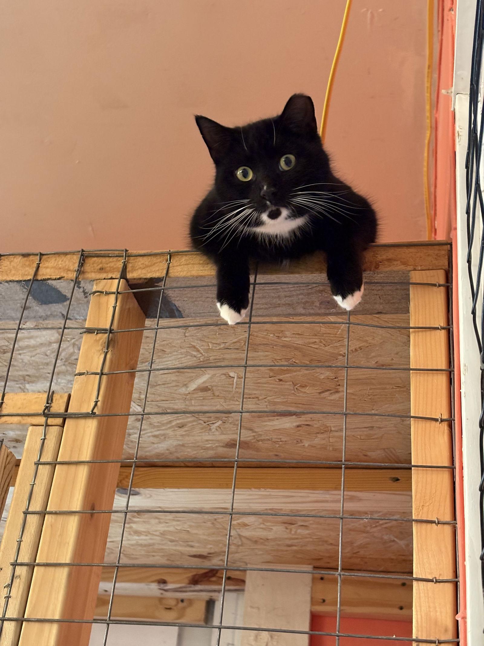 Enlarge Idris, a Adoptable Tuxedo in Flint Hill, VA image 2/3