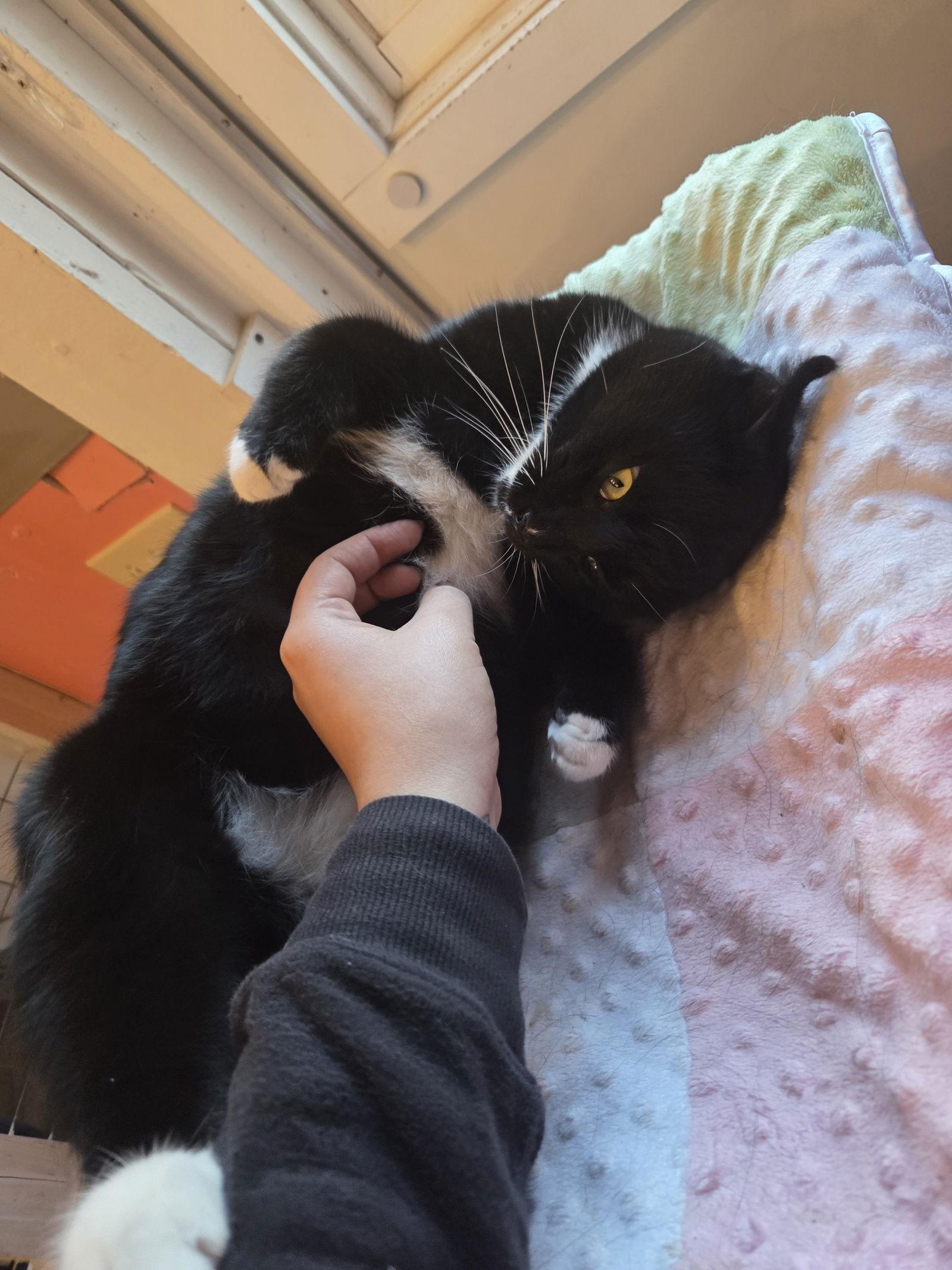 Enlarge Idris, a Adoptable Tuxedo in Flint Hill, VA image 2/3