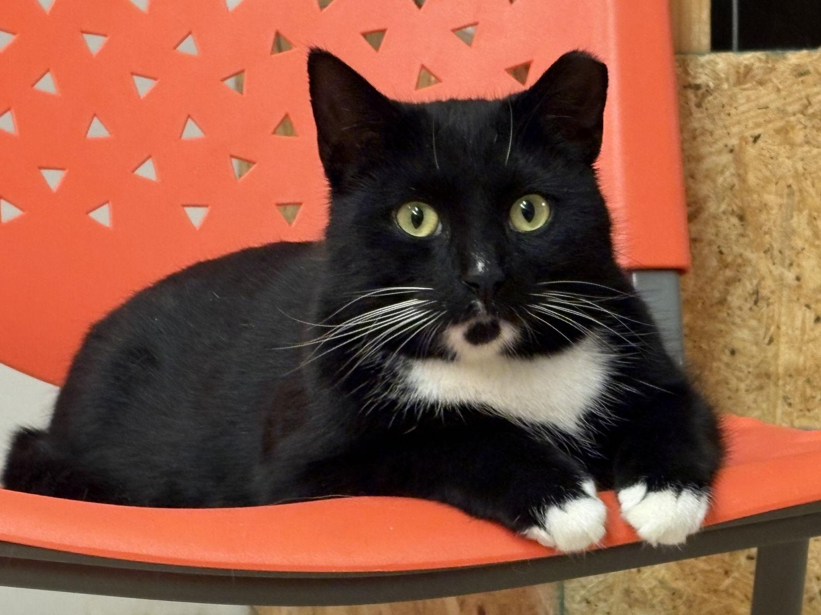 Enlarge Idris, a Adoptable Tuxedo in Flint Hill, VA image 3/3