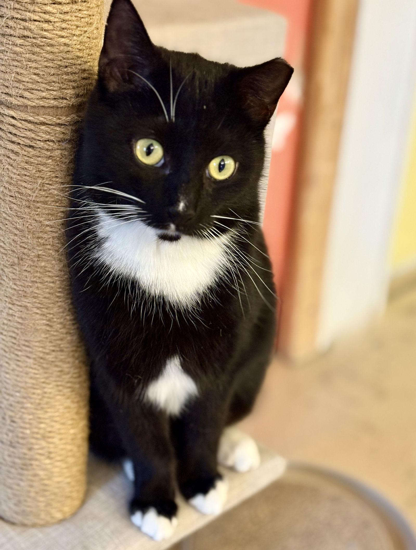 Enlarge Idris, a Adoptable Tuxedo in Flint Hill, VA image 3/3