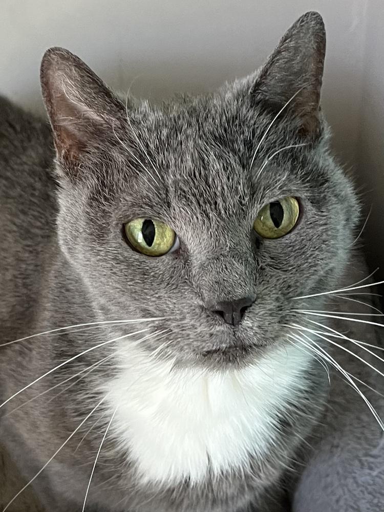 Enlarge Thelma, a Adoptable Domestic Short Hair in Palatine, IL image 1/2